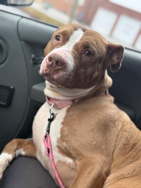 Enlarge Ruby, a Adoptable Mixed Breed in Osseo, MI image 6/6