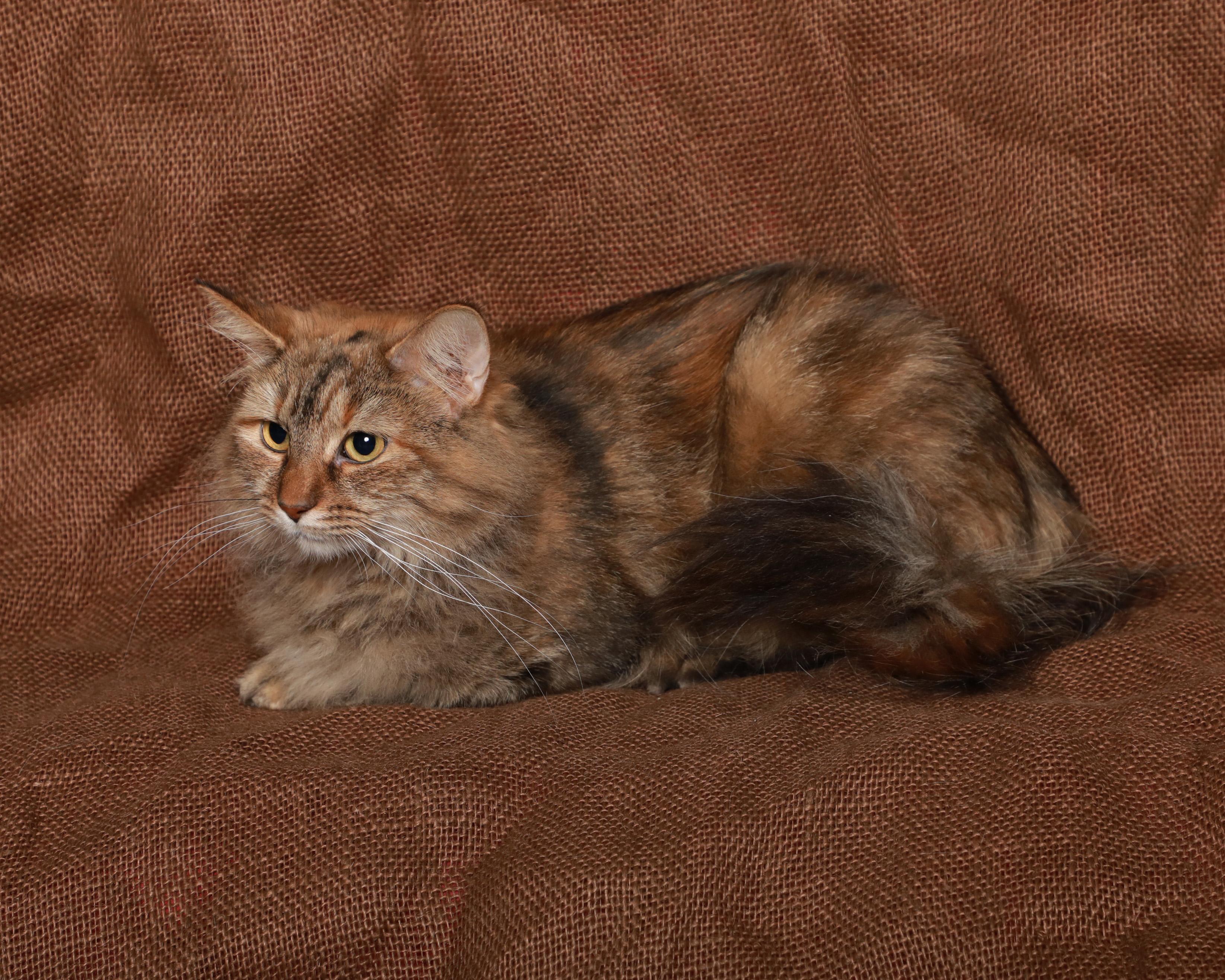 Enlarge Willow, a Adoptable Domestic Long Hair in Rock Falls, IL image 2/2