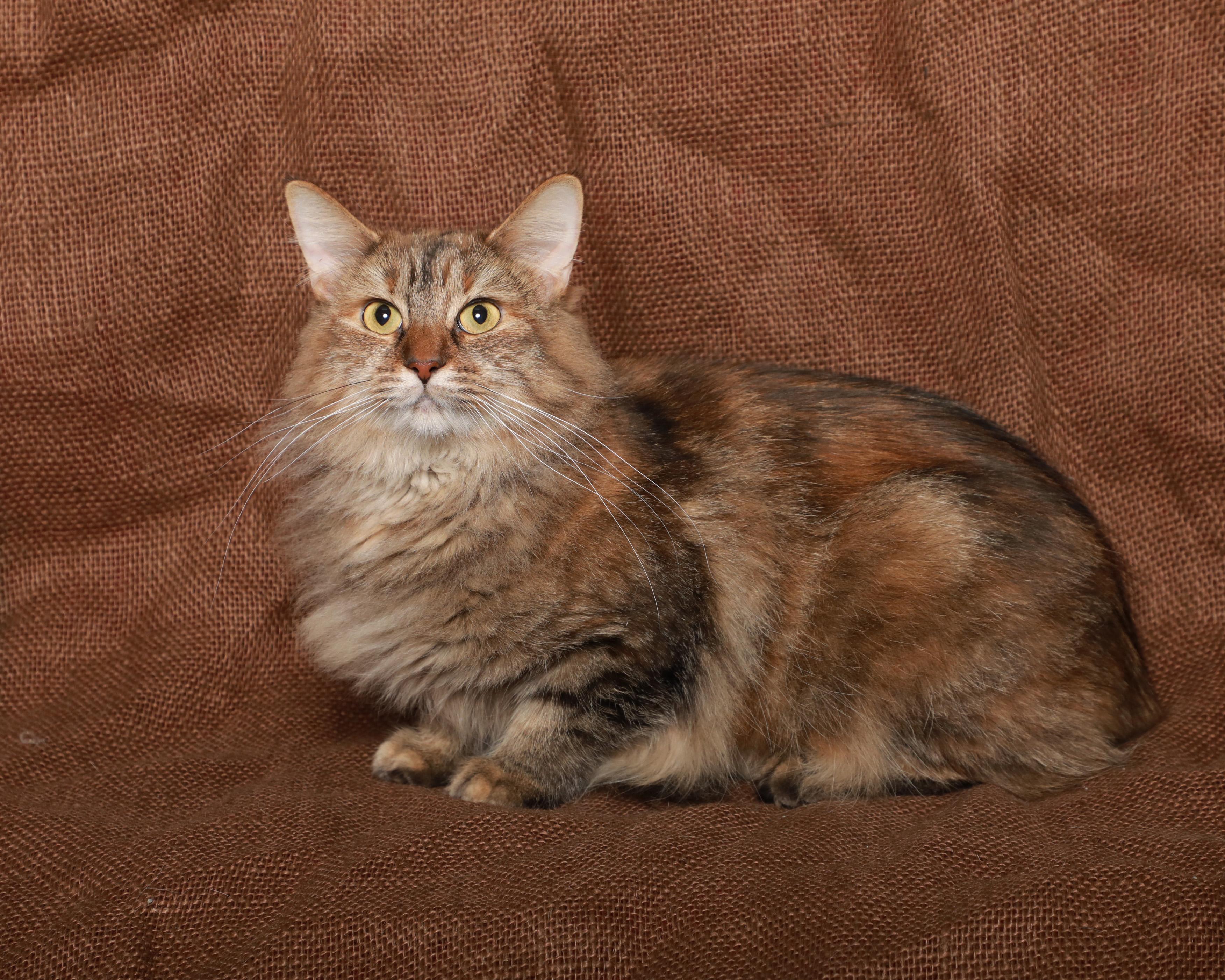 Enlarge Willow, a Adoptable Domestic Long Hair in Rock Falls, IL image 1/2