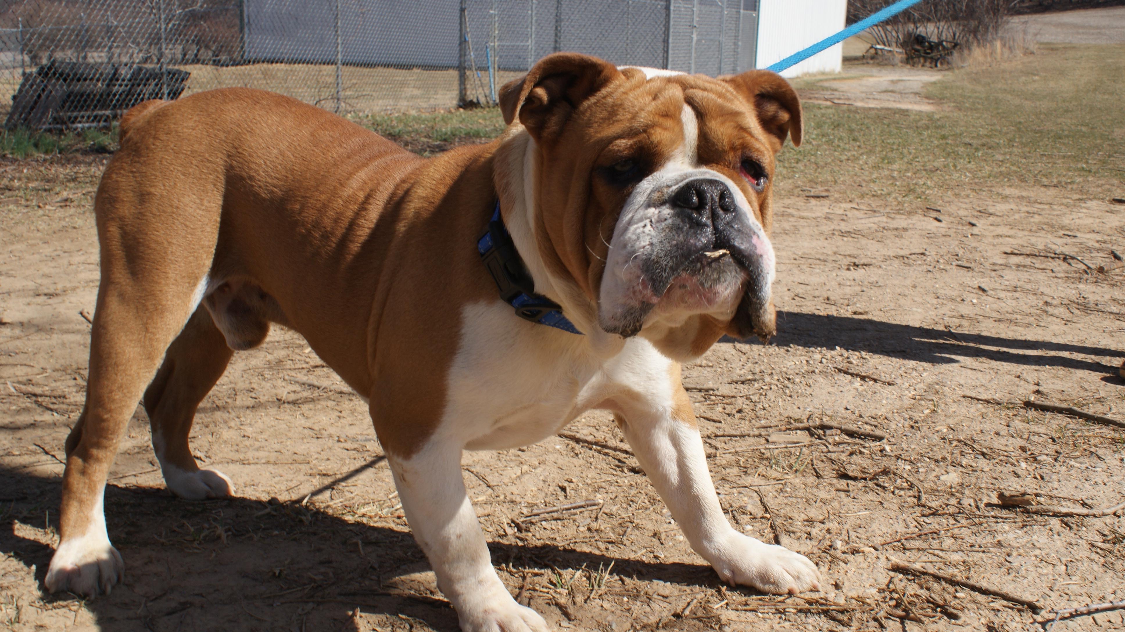 Enlarge Meatball, a Adoptable mixed breed in Parkton, MD image 6/6
