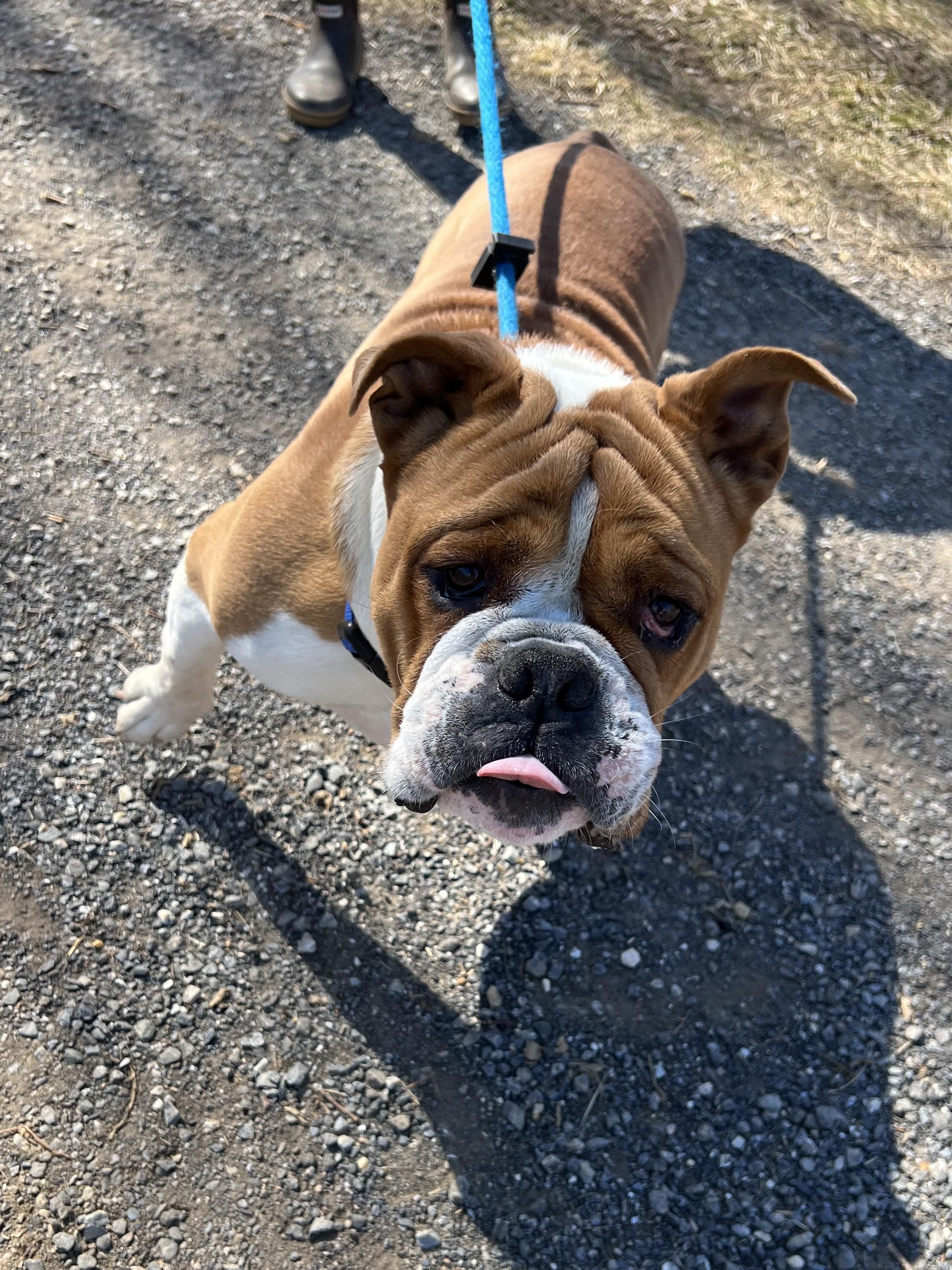 Enlarge Meatball, a Adoptable mixed breed in Parkton, MD image 1/6