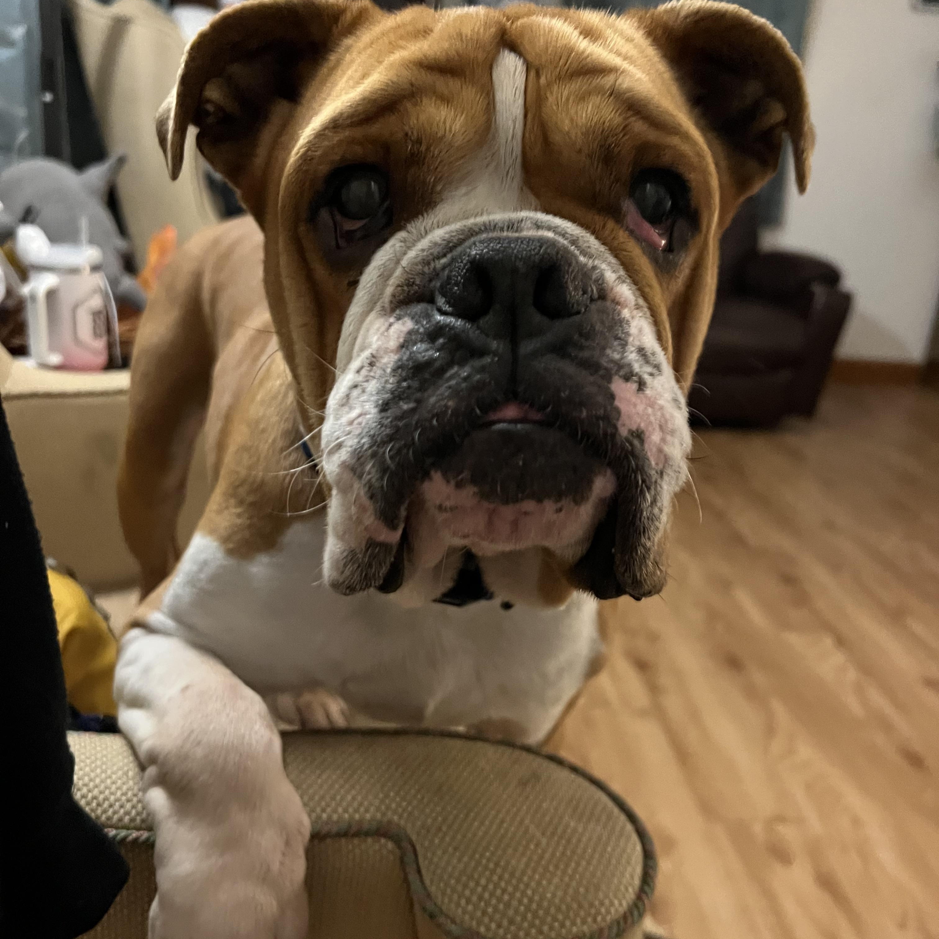 Enlarge Meatball, a Adoptable mixed breed in Parkton, MD image 2/6