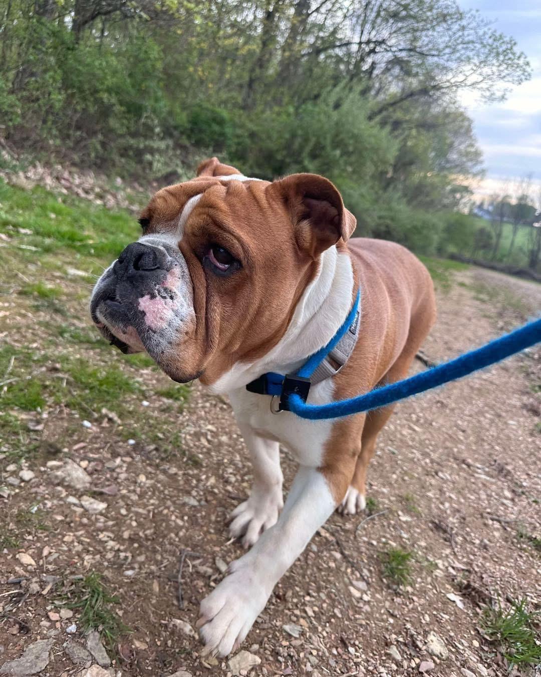 Enlarge Meatball, a Adoptable mixed breed in Parkton, MD image 3/6