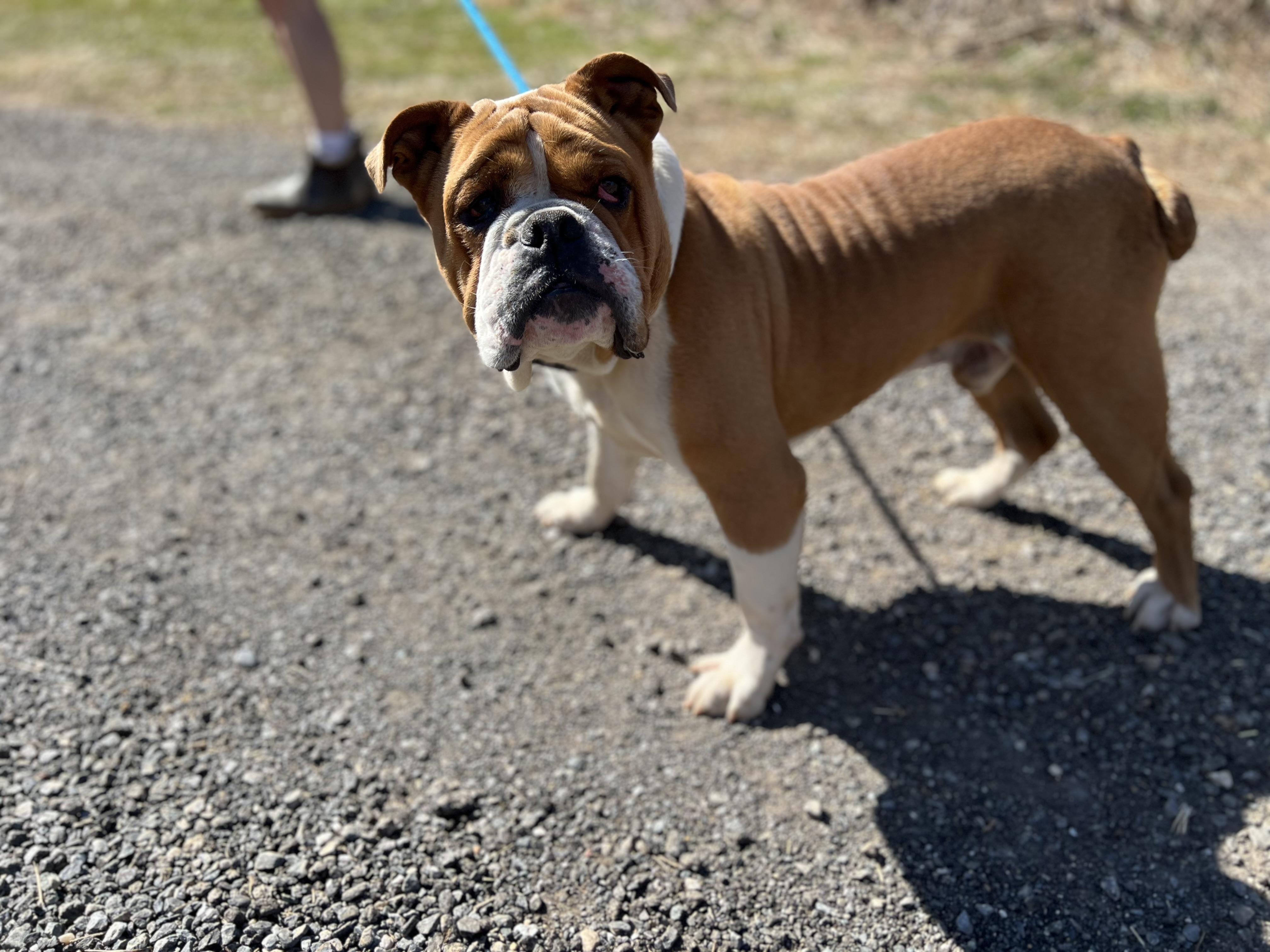 Enlarge Meatball, a Adoptable mixed breed in Parkton, MD image 5/6