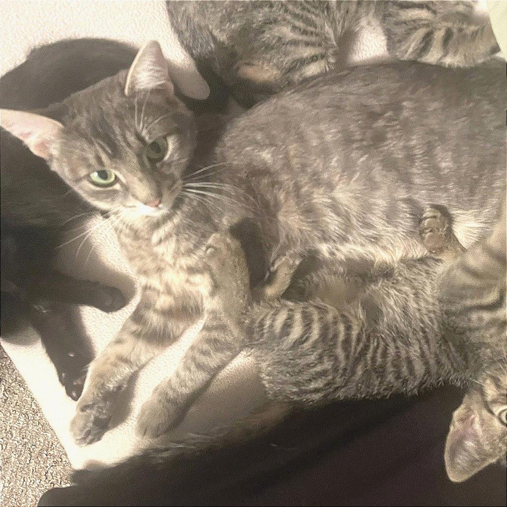 Duchess, a Adoptable Domestic Short Hair in Washougal, WA image 1/5