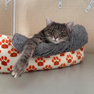 Duchess, Adoptable, Adult Female Domestic Short Hair.