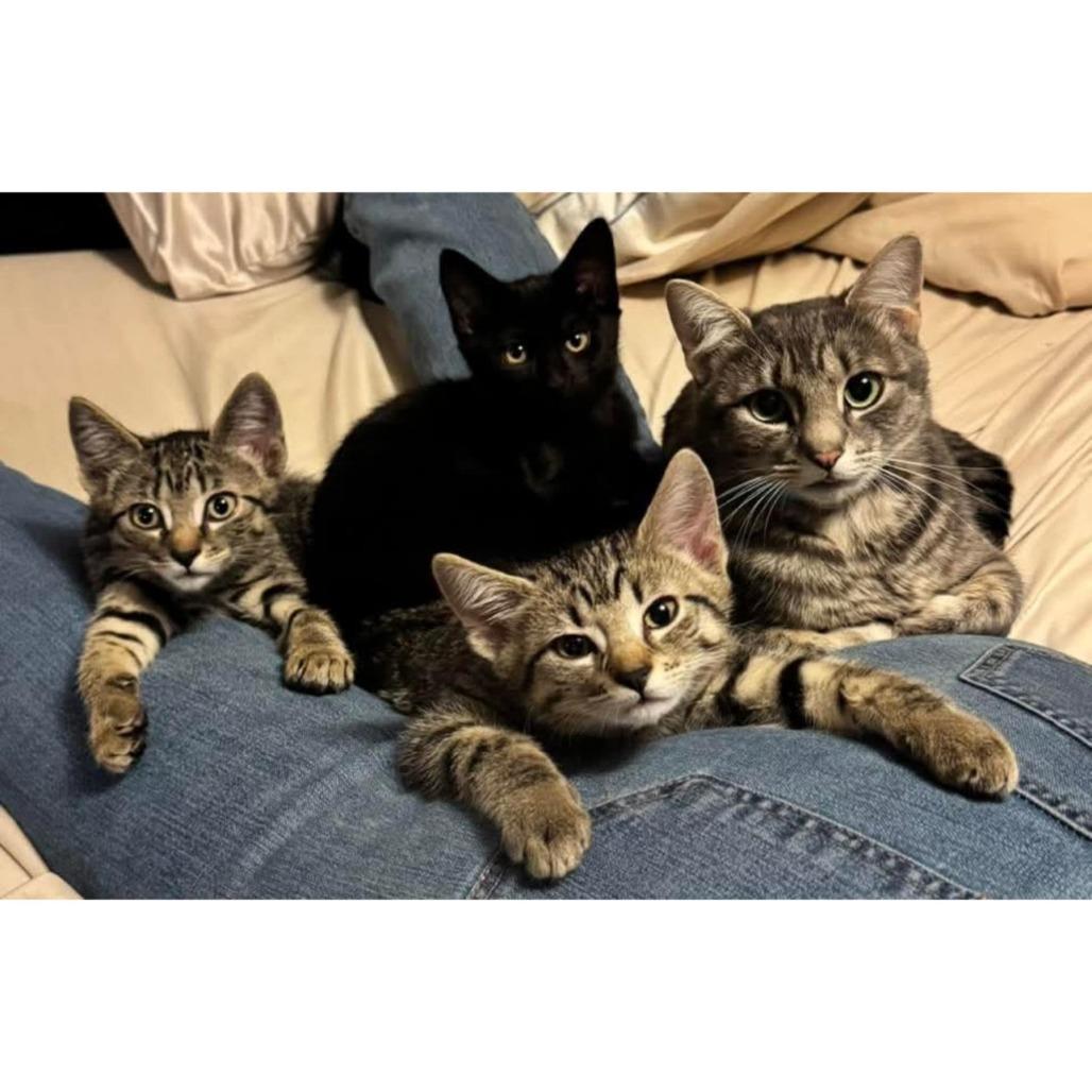 Duchess, a Adoptable Domestic Short Hair in Washougal, WA image 2/5