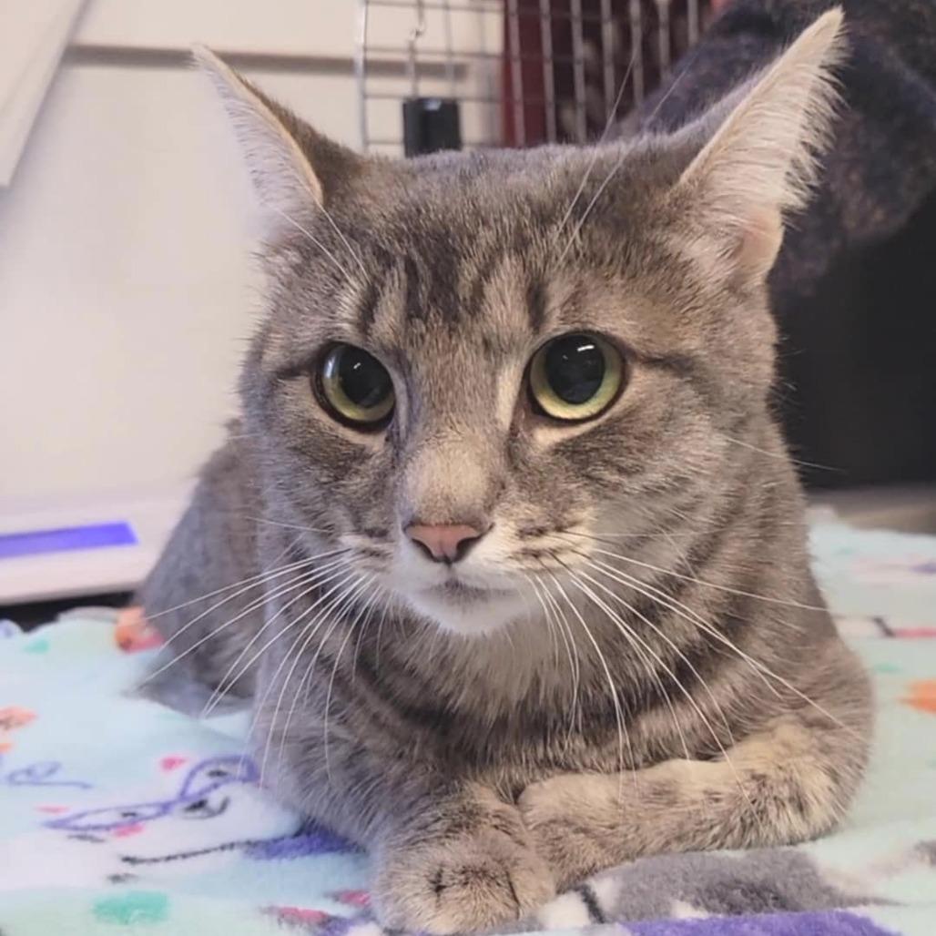 Duchess, a Adoptable Domestic Short Hair in Washougal, WA image 3/5