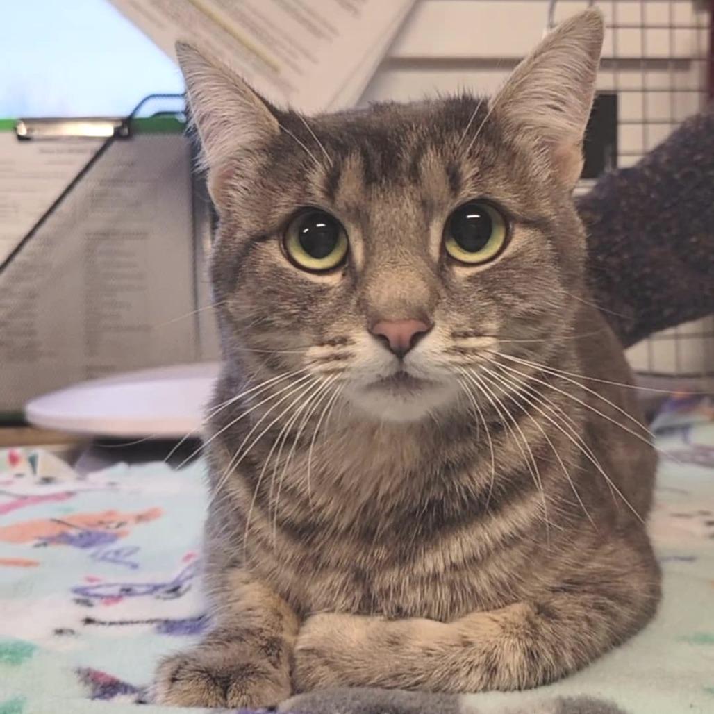 Duchess, a Adoptable Domestic Short Hair in Washougal, WA image 4/5