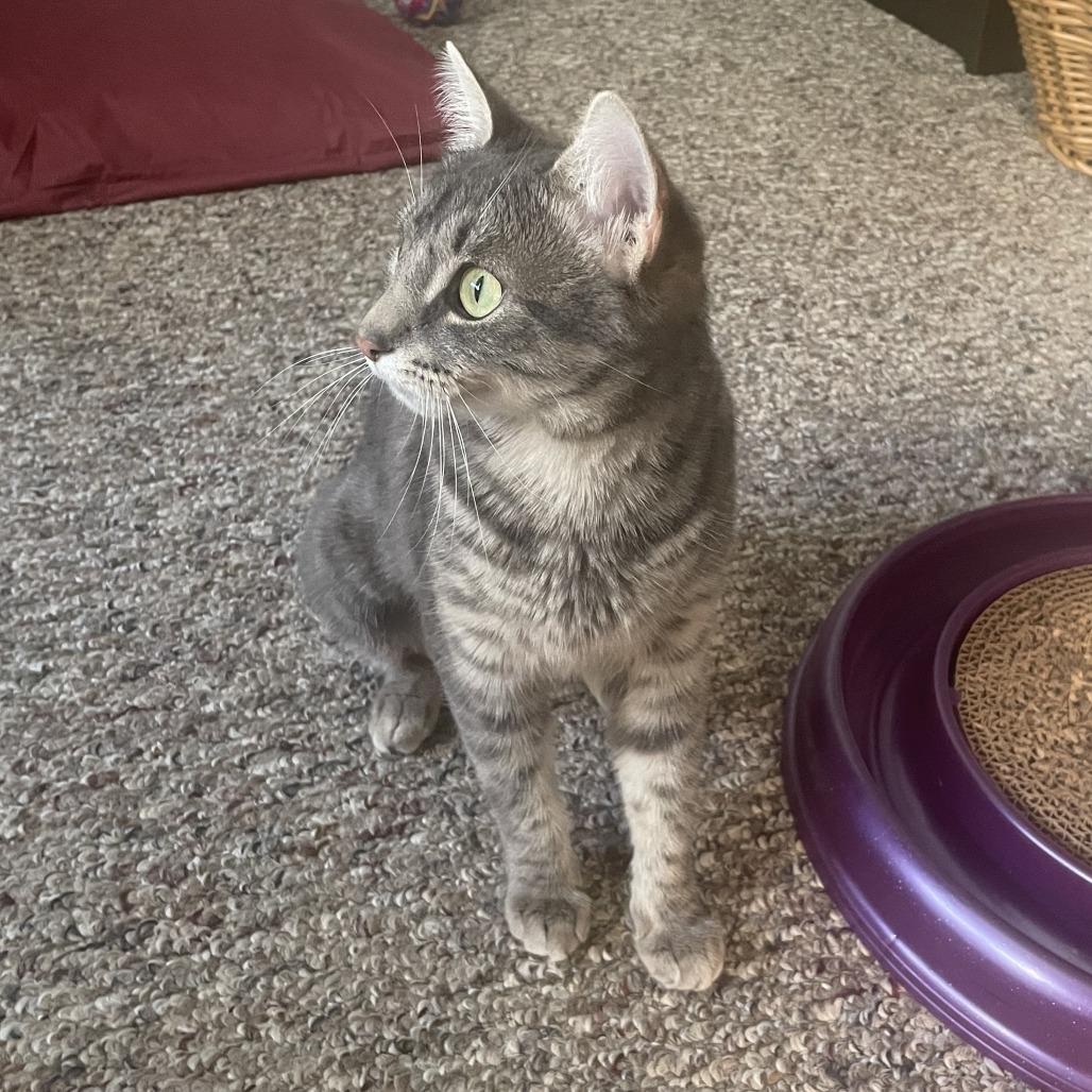 Duchess, a Adoptable Domestic Short Hair in Washougal, WA image 5/5