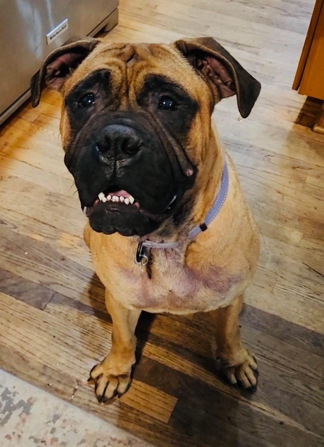 Ester, ADOPTABLE, Adult Female Bullmastiff.