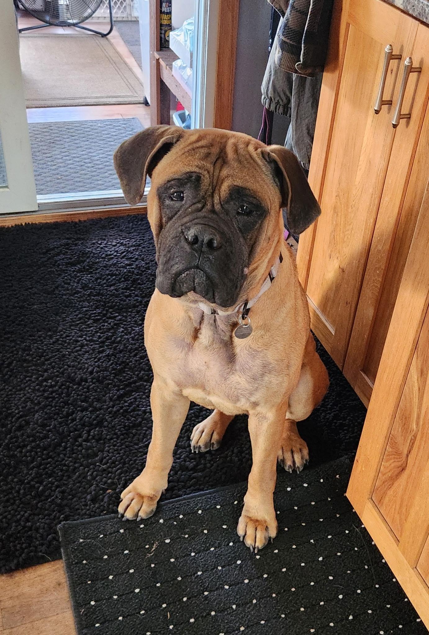 Enlarge Ester, a ADOPTABLE Bullmastiff in Cleveland, OH image 2/5