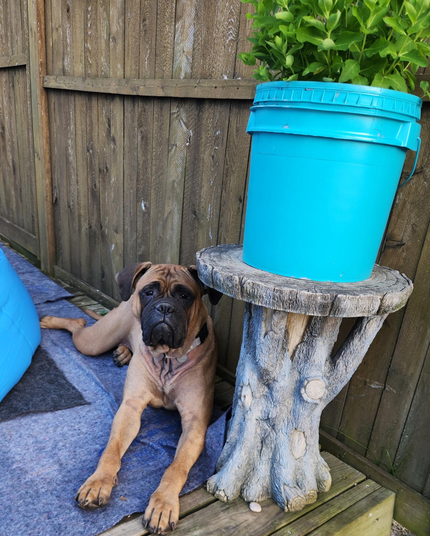 Enlarge Ester, a ADOPTABLE Bullmastiff in Cleveland, OH image 5/5