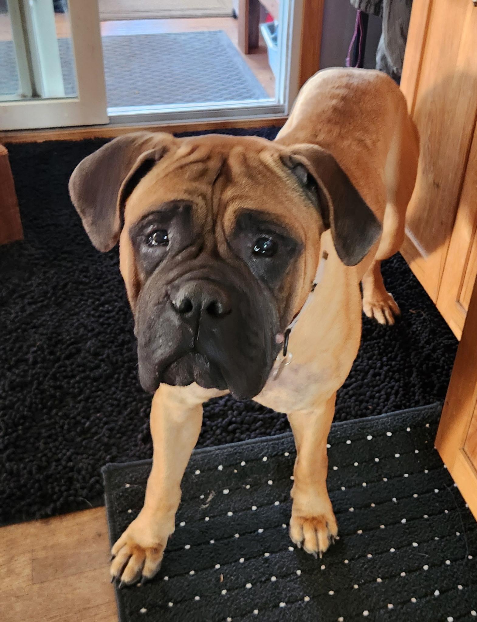 Enlarge Ester, a ADOPTABLE Bullmastiff in Cleveland, OH image 4/5