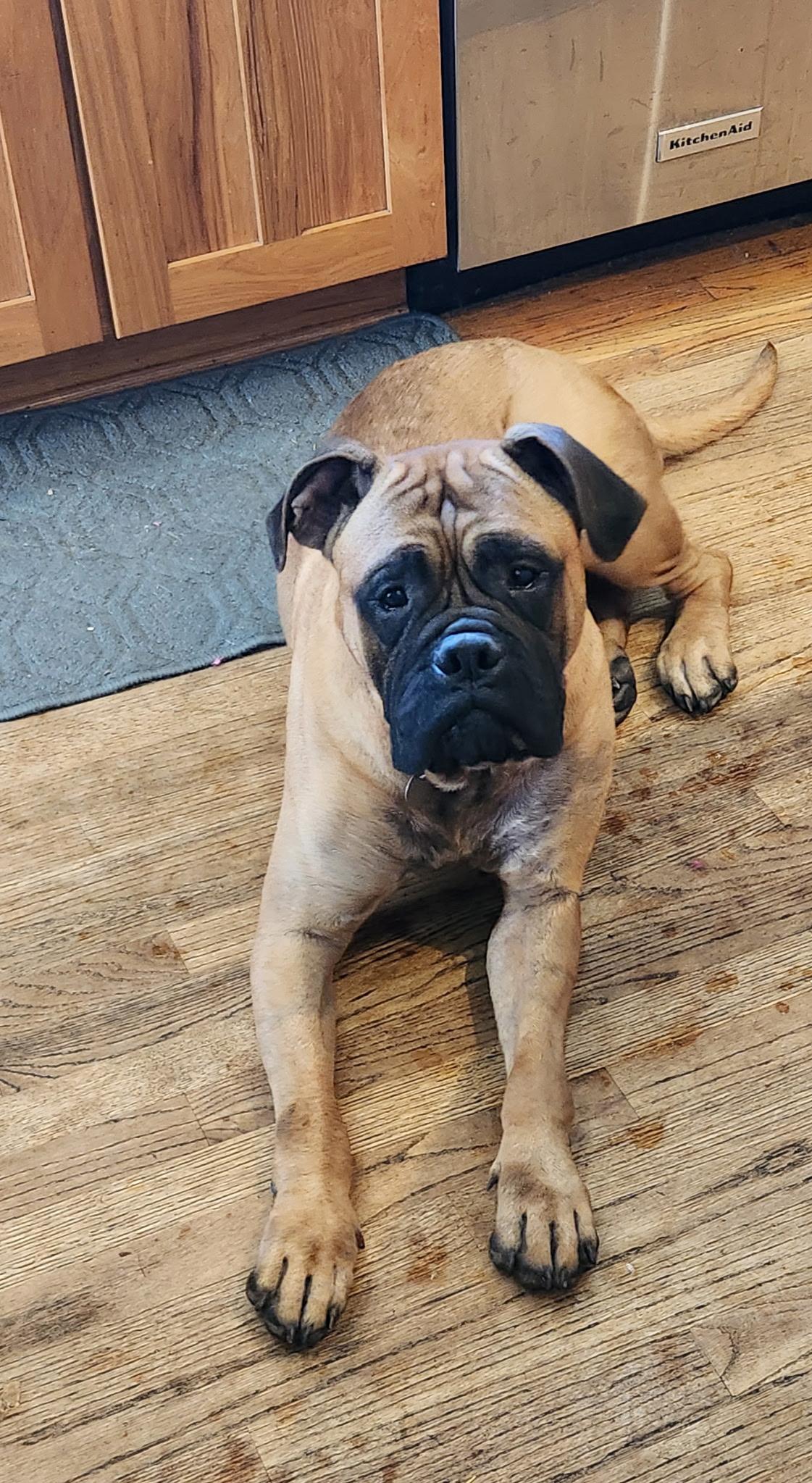 Enlarge Ester, a ADOPTABLE Bullmastiff in Cleveland, OH image 3/5