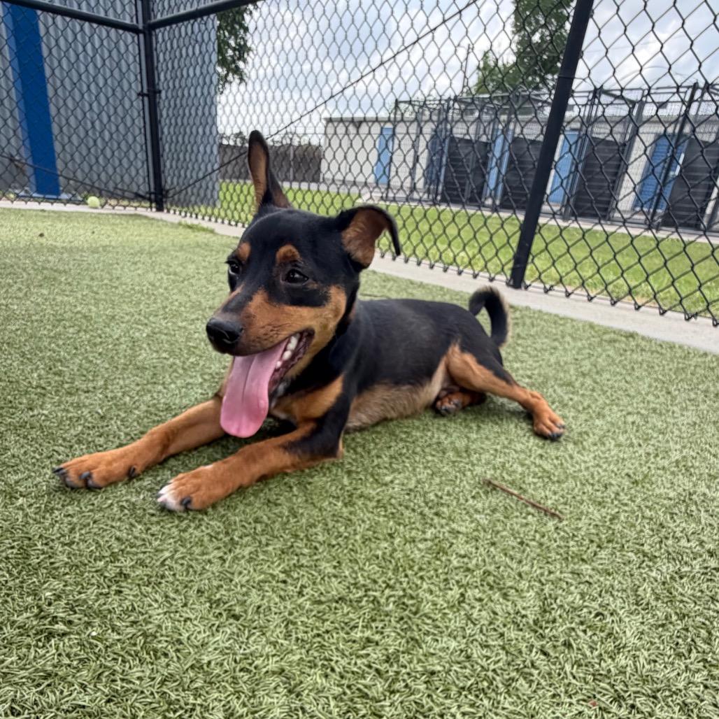 Enlarge Finn, a Adoptable Mixed Breed in Bryan, TX image 1/5