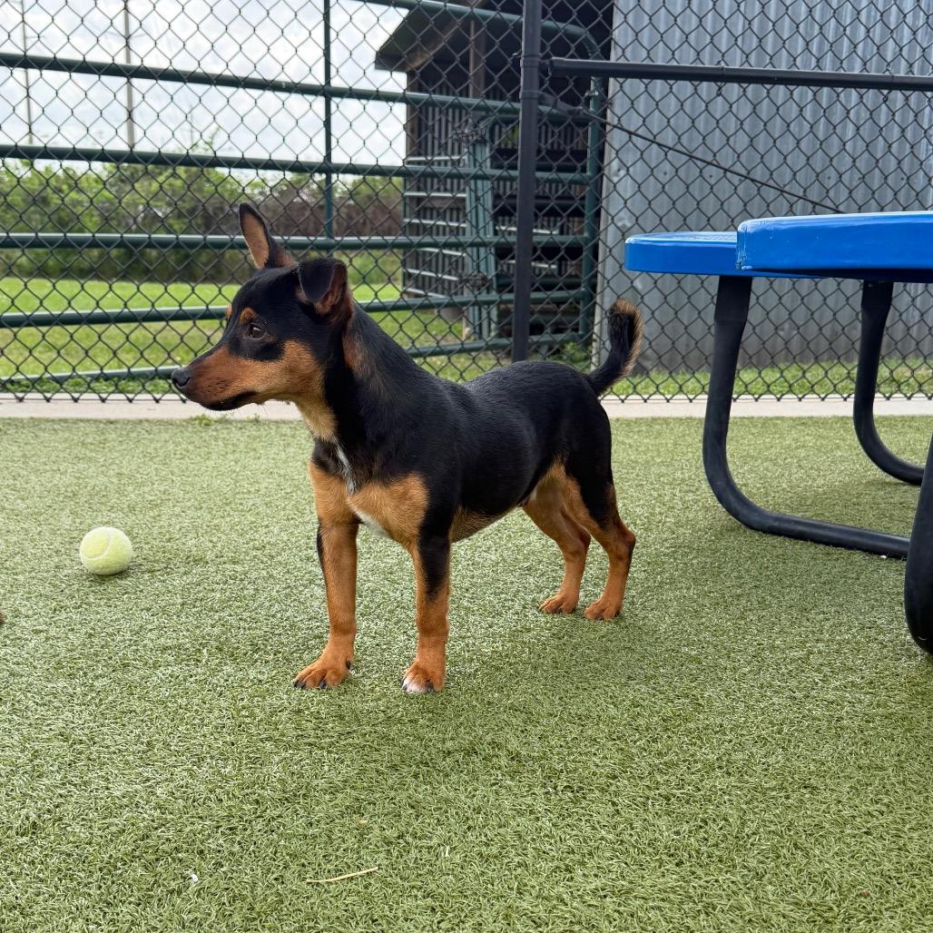 Enlarge Finn, a Adoptable Mixed Breed in Bryan, TX image 2/5