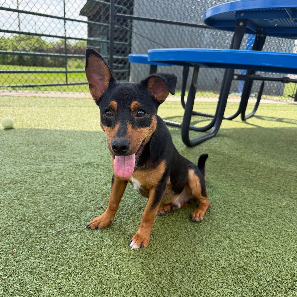 Enlarge Finn, a Adoptable Mixed Breed in Bryan, TX image 3/5