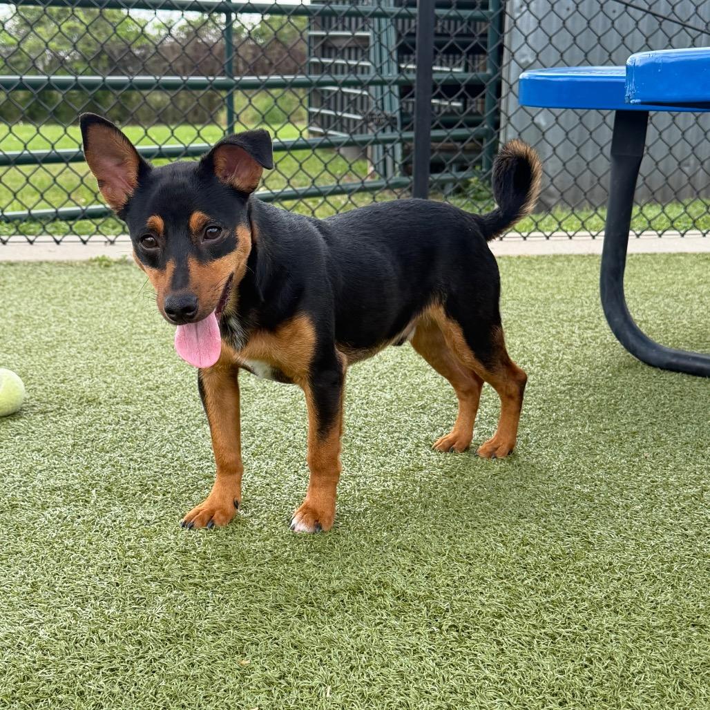 Enlarge Finn, a Adoptable Mixed Breed in Bryan, TX image 4/5