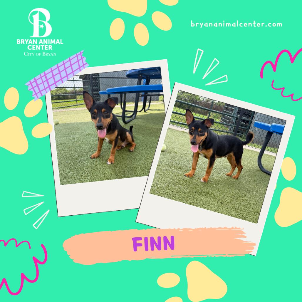 Enlarge Finn, a Adoptable Mixed Breed in Bryan, TX image 5/5