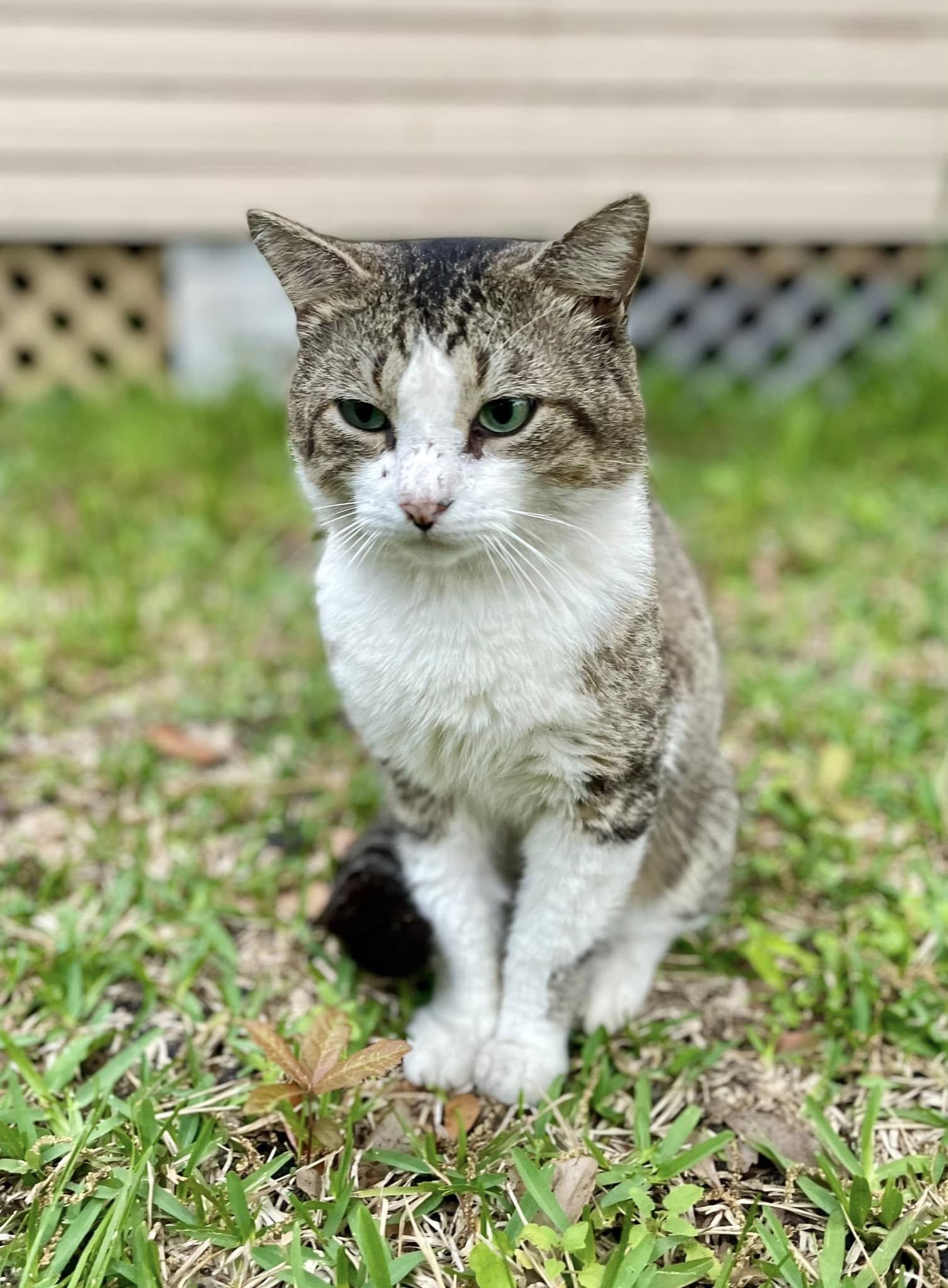 Enlarge Darrell, a Adoptable Domestic Short Hair in Gulfport, MS image 1/5