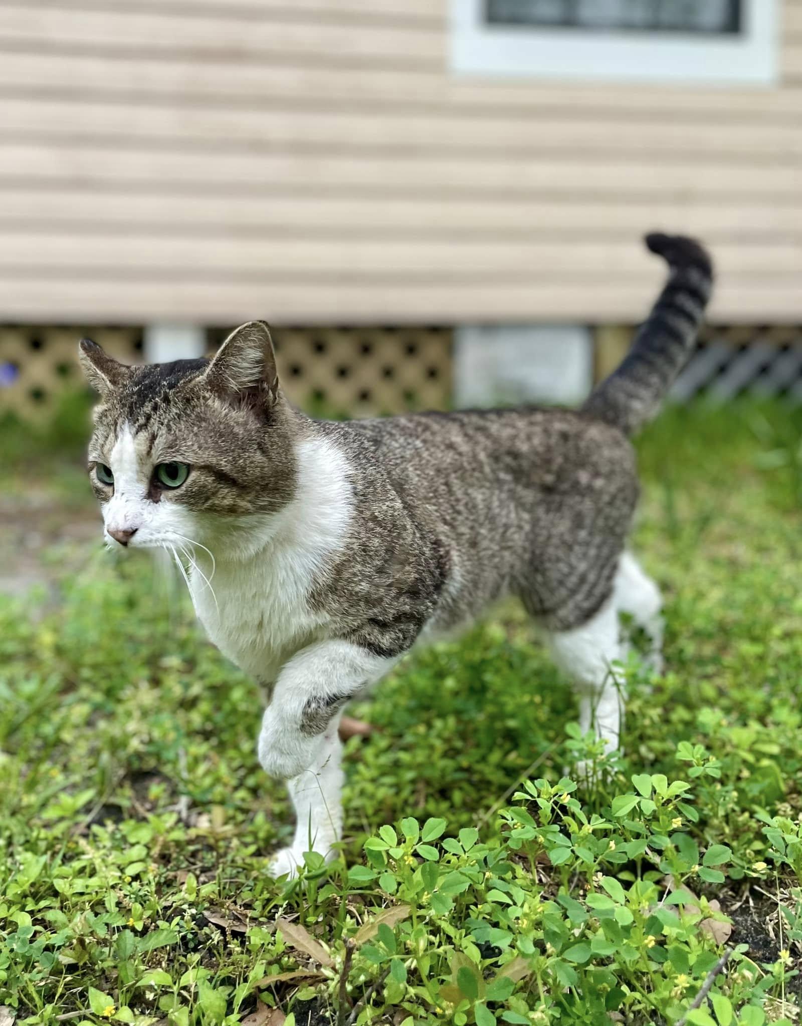 Enlarge Darrell, a Adoptable Domestic Short Hair in Gulfport, MS image 3/5