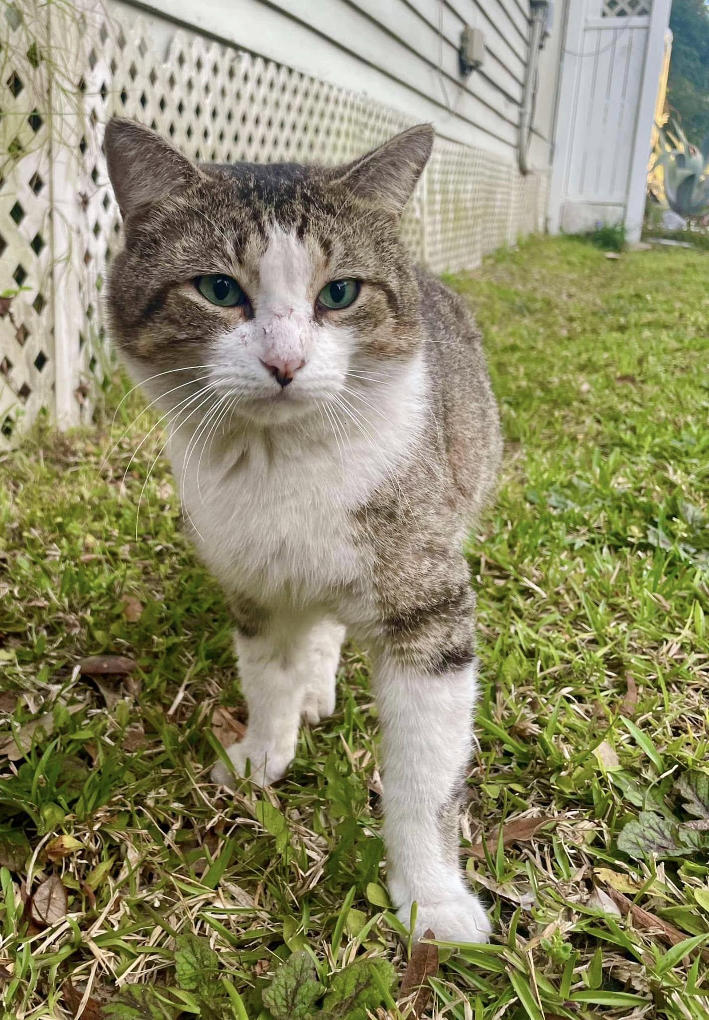Enlarge Darrell, a Adoptable Domestic Short Hair in Gulfport, MS image 4/5