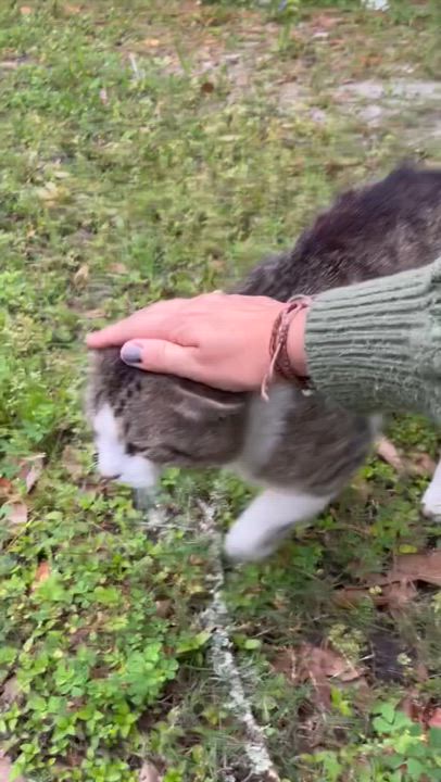 Enlarge Darrell, a Adoptable Domestic Short Hair in Gulfport, MS video 5/5