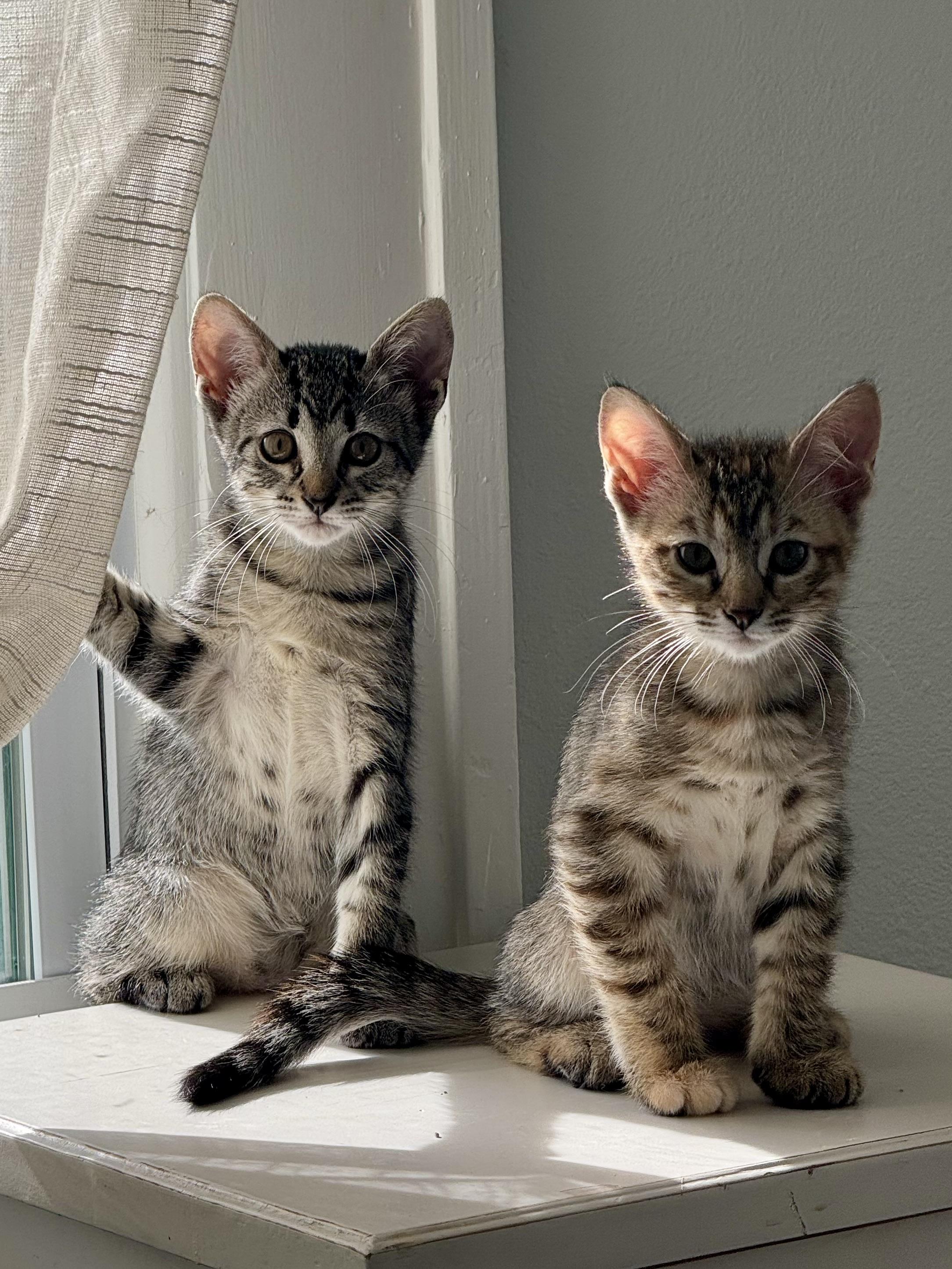 Wisteria (and Desert Willow) thumbnail 2