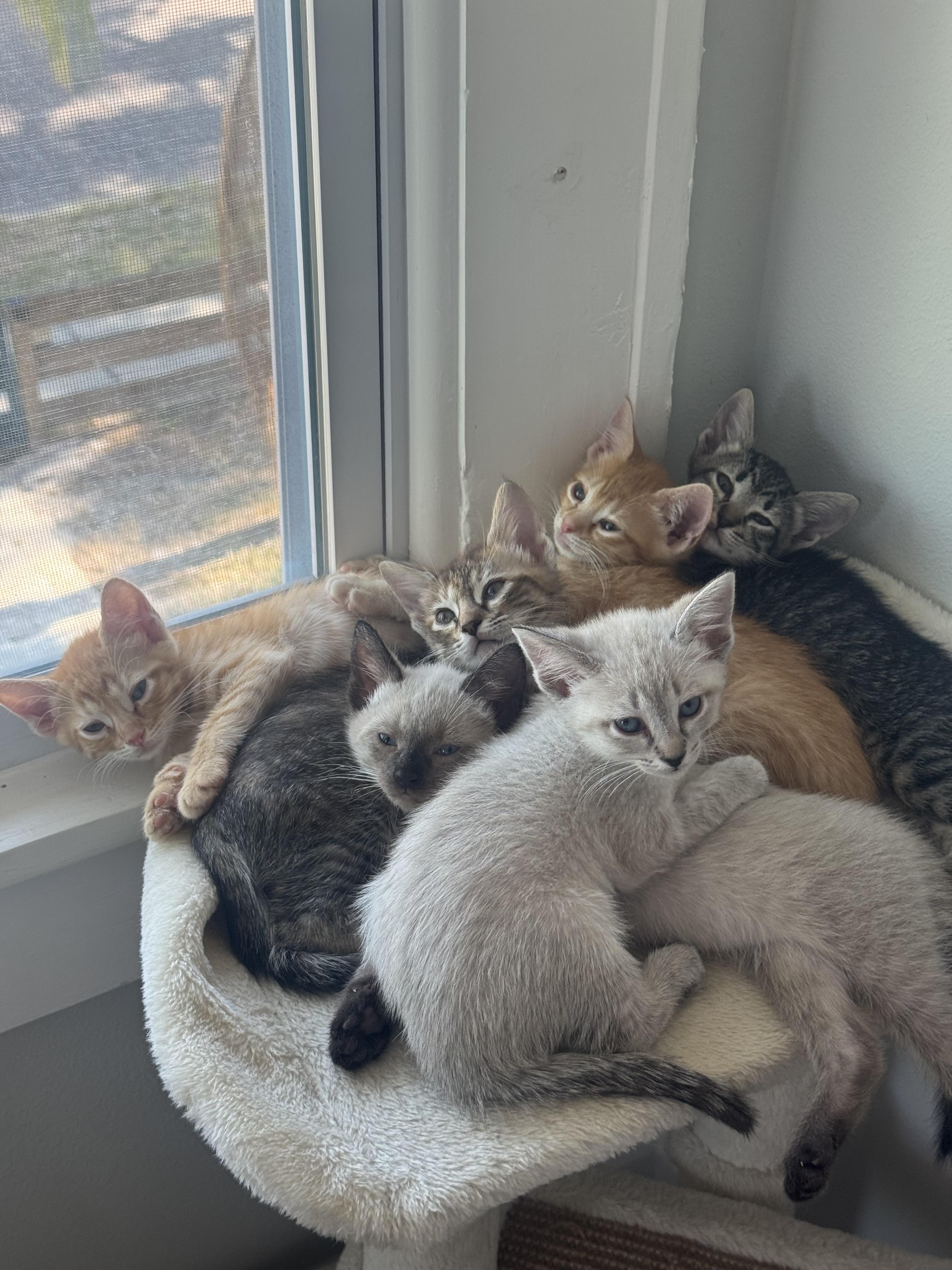 Wisteria (and Desert Willow) thumbnail 3