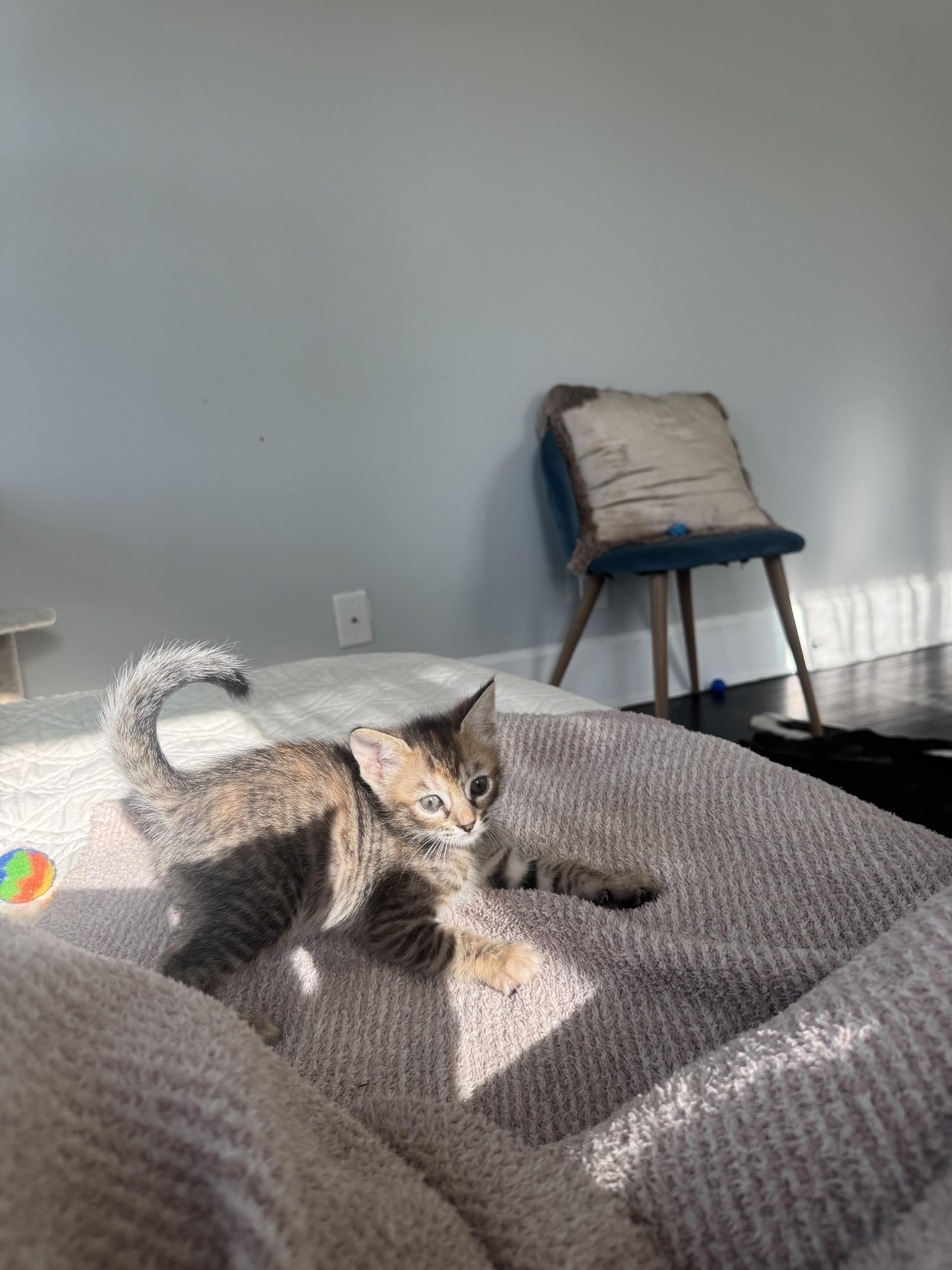 Wisteria (and Desert Willow) thumbnail 4