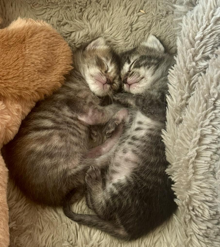 Wisteria (and Desert Willow) thumbnail 6