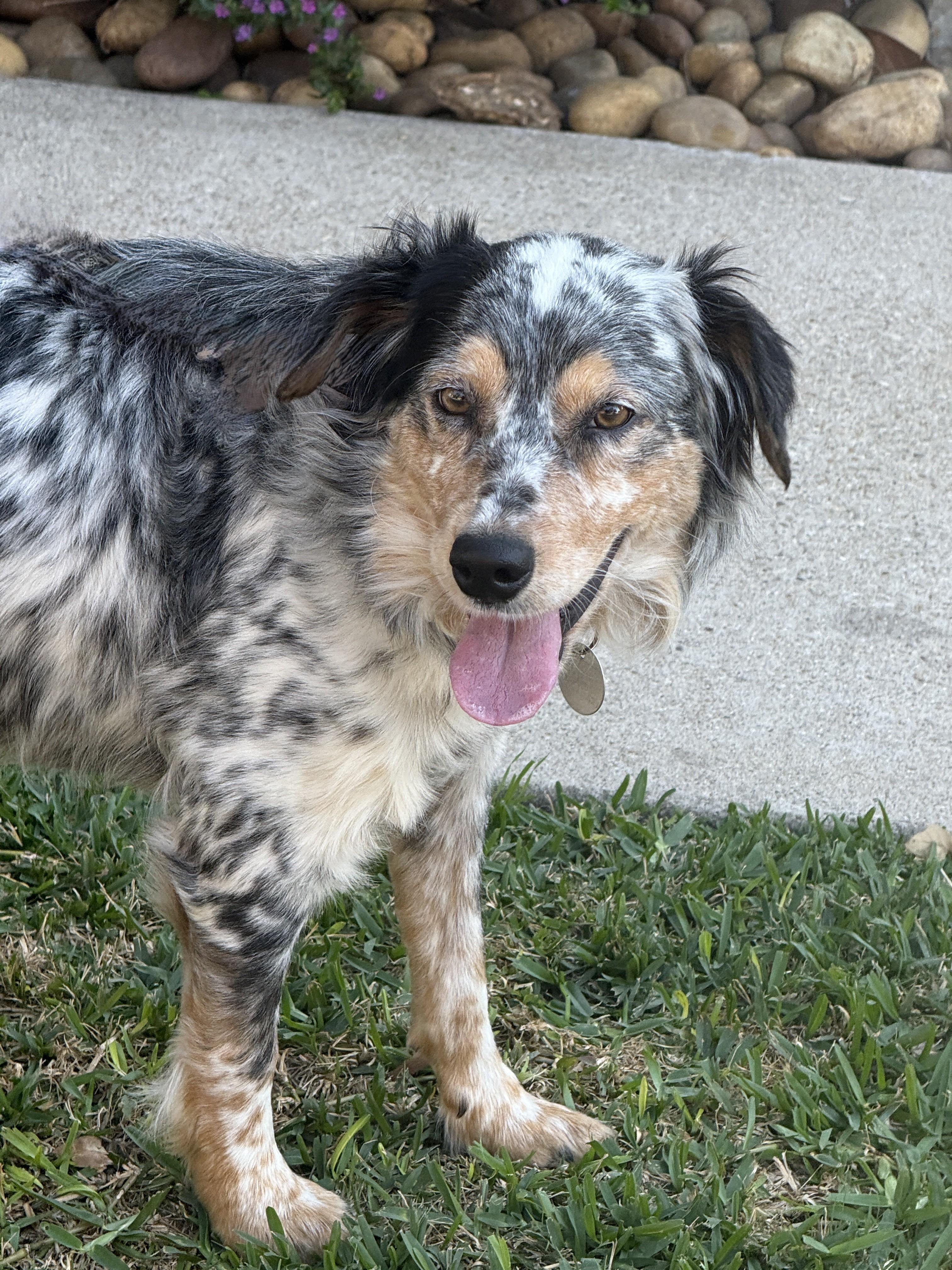 Enlarge Manny, a ADOPTABLE mixed breed in Houston, TX image 3/6
