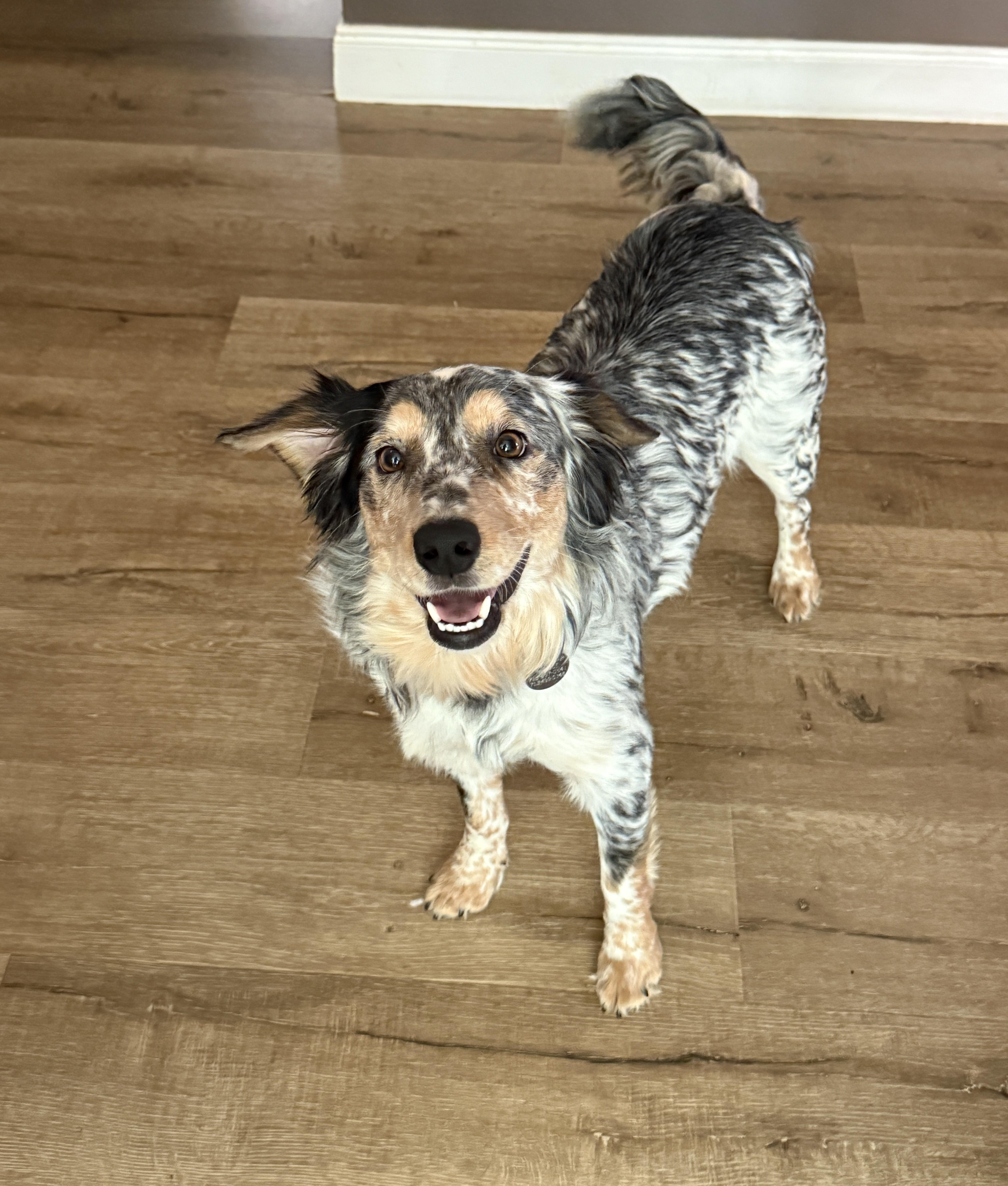Enlarge Manny, a ADOPTABLE mixed breed in Houston, TX image 2/6