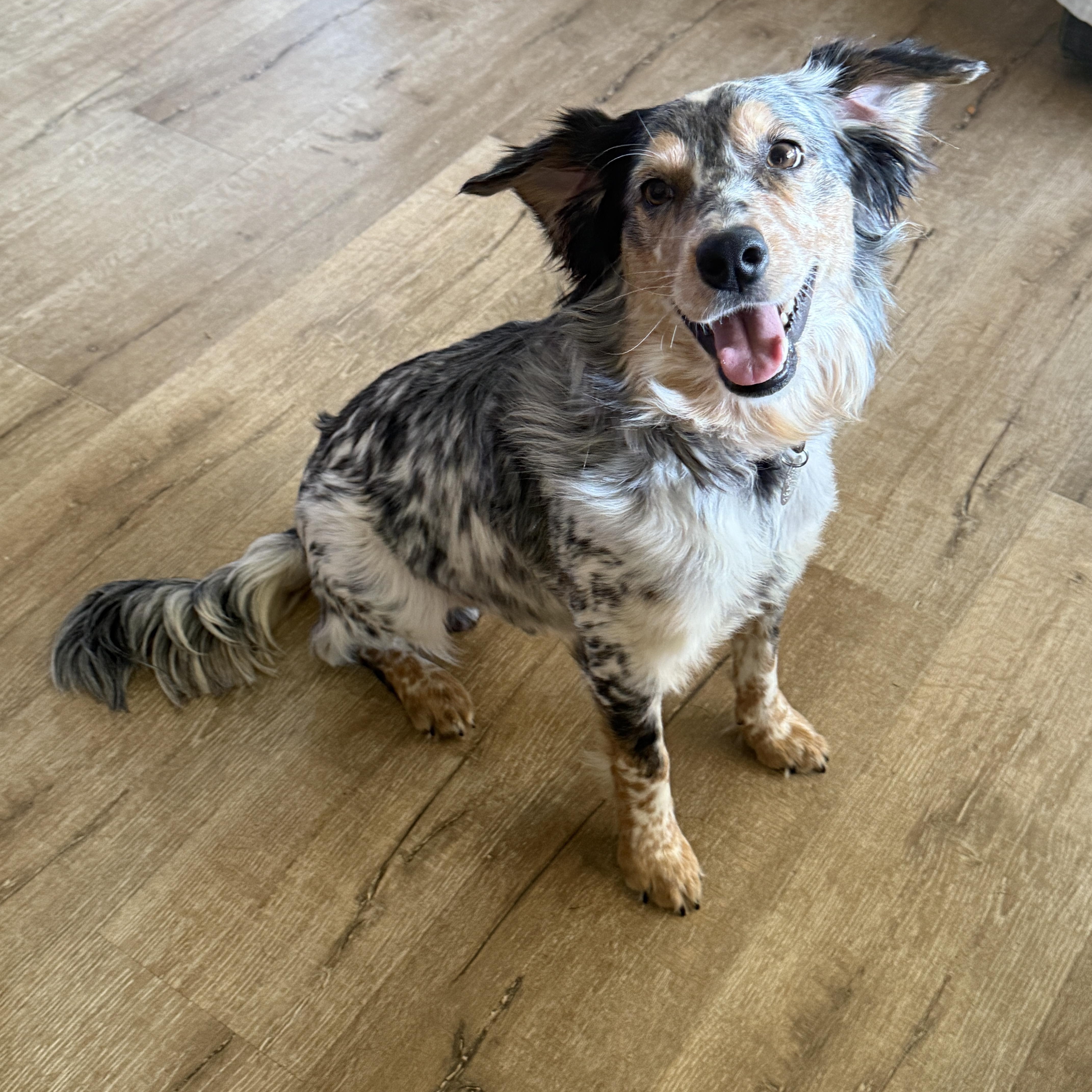 Enlarge Manny, a ADOPTABLE mixed breed in Houston, TX image 5/6