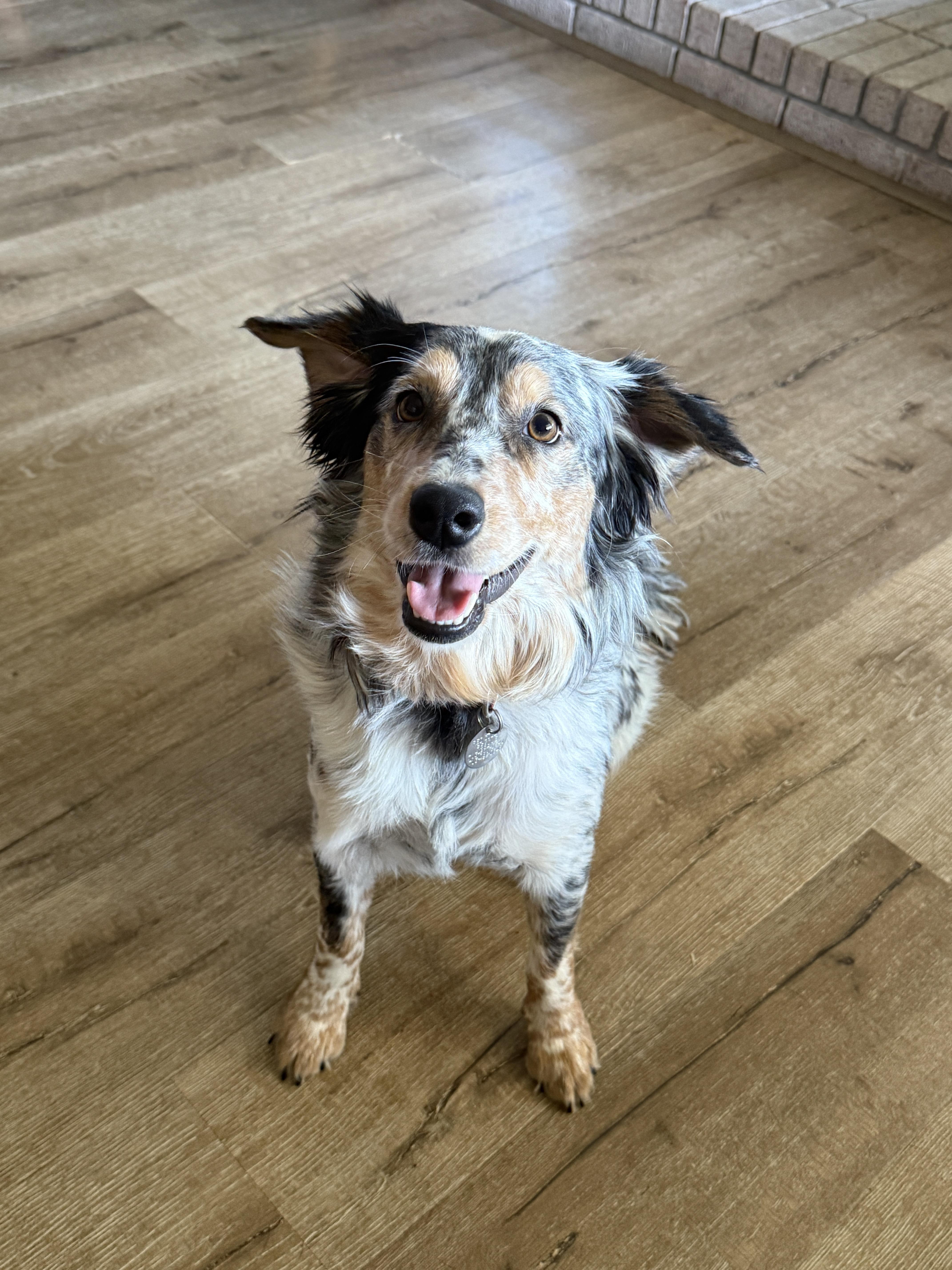 Enlarge Manny, a ADOPTABLE mixed breed in Houston, TX image 4/6