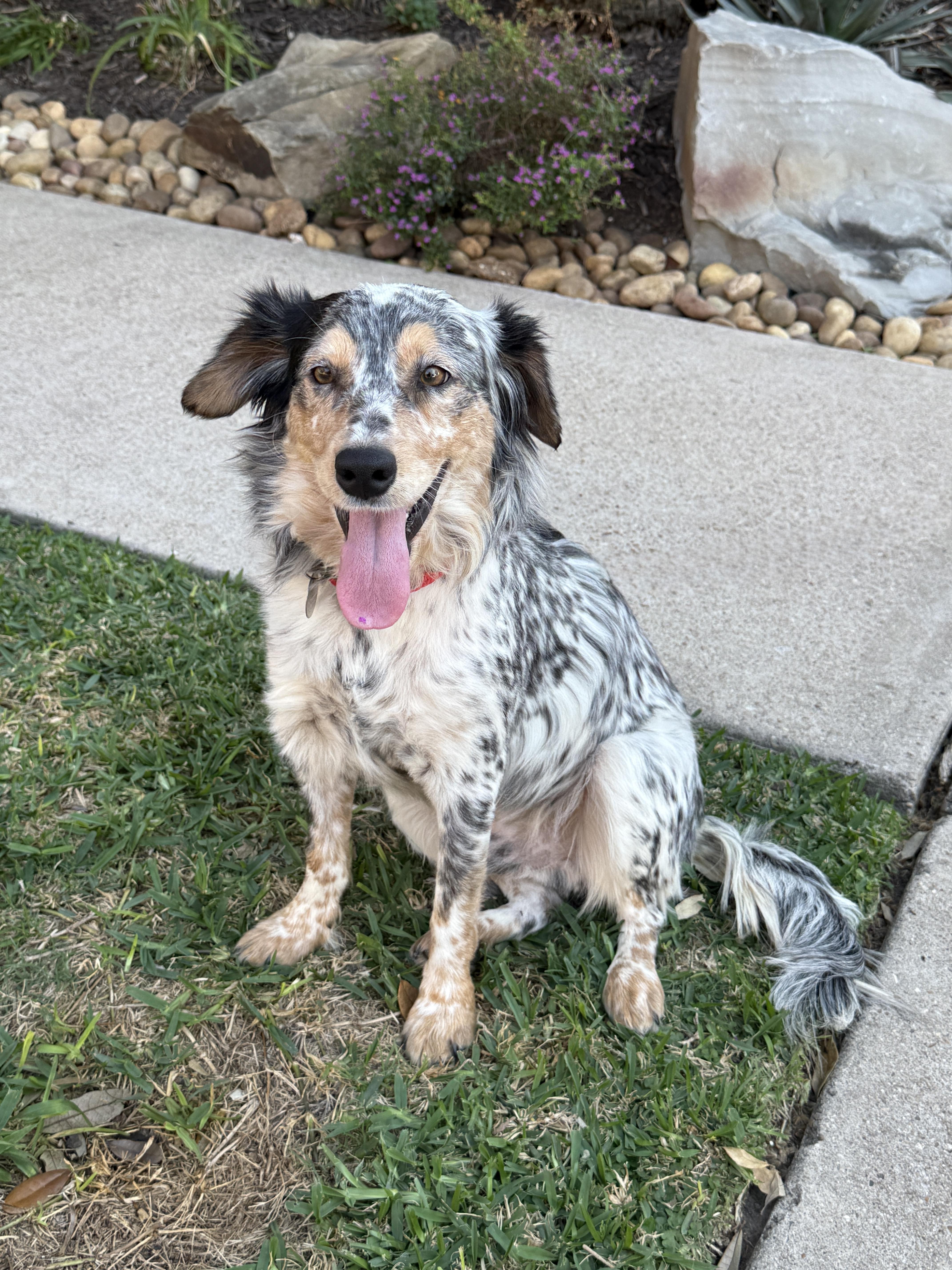 Enlarge Manny, a ADOPTABLE mixed breed in Houston, TX image 1/6