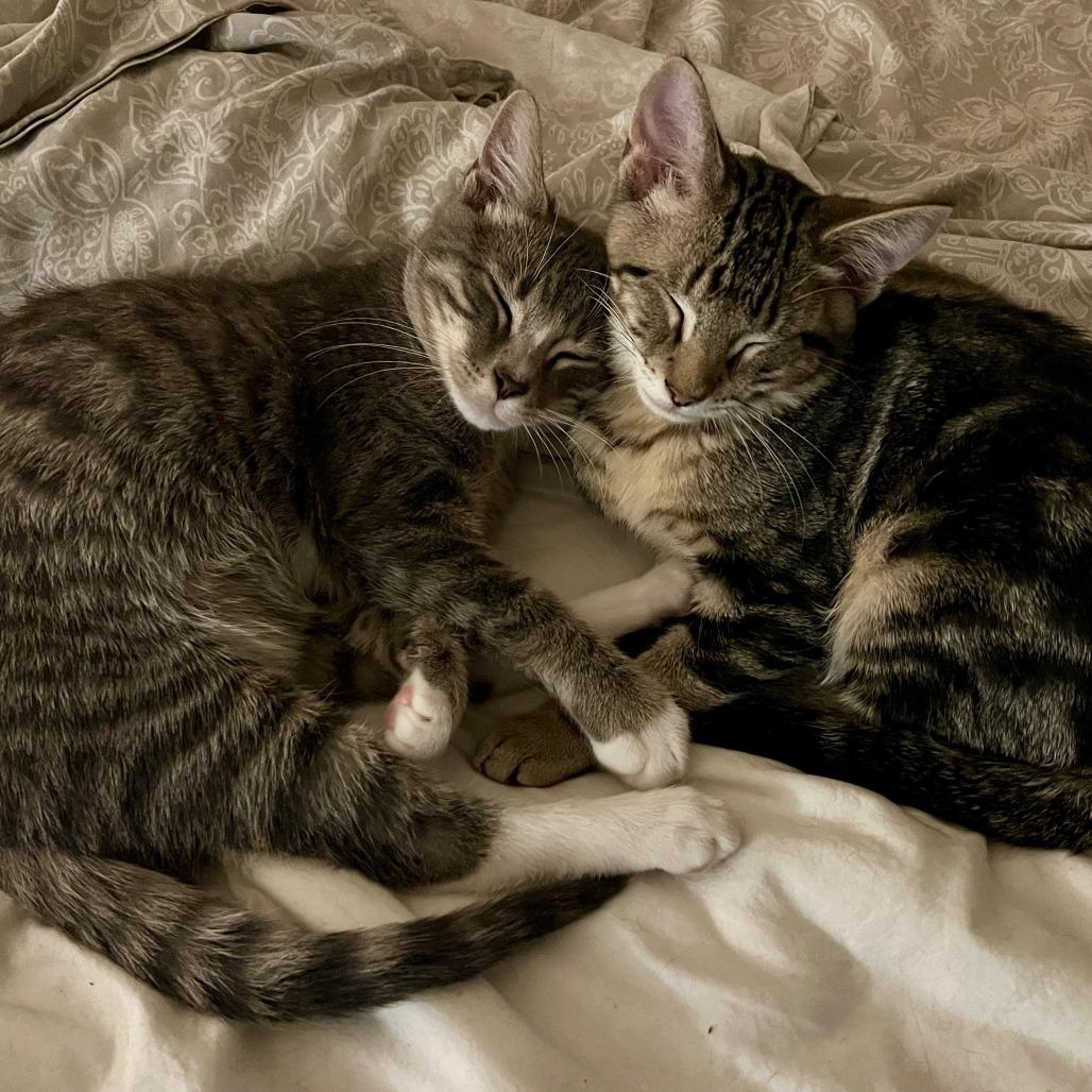 Ibuki, Adoptable, Kitten Male Domestic Short Hair.