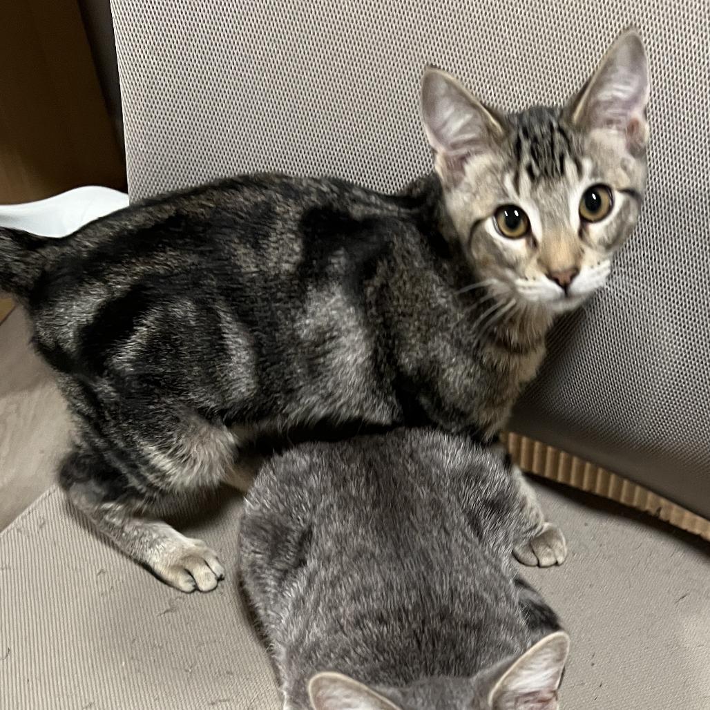 Enlarge Ibuki, a Adoptable Domestic Short Hair in Redmond, WA image 2/6