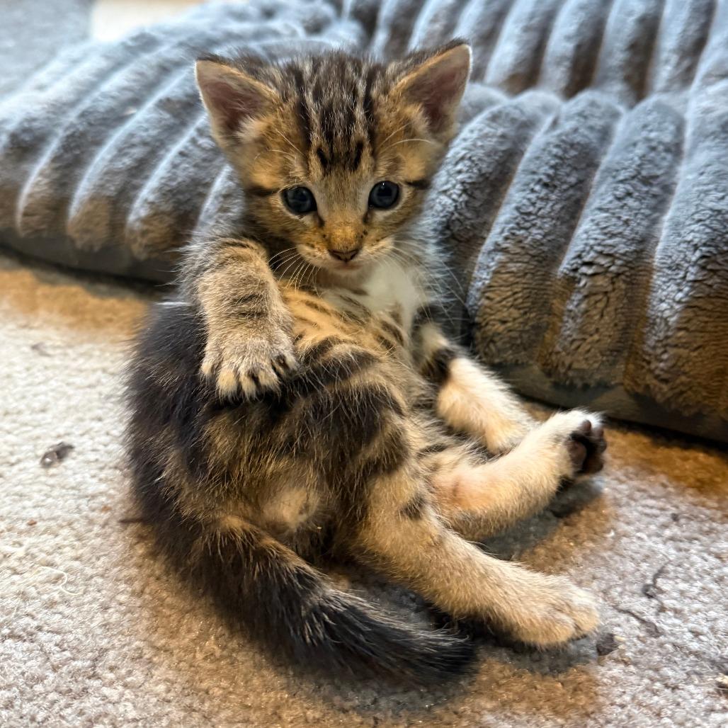 Enlarge Ibuki, a Adoptable Domestic Short Hair in Redmond, WA image 4/6