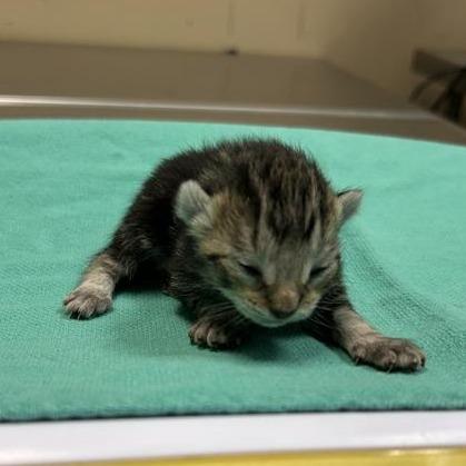 Enlarge Ibuki, a Adoptable Domestic Short Hair in Redmond, WA image 5/6