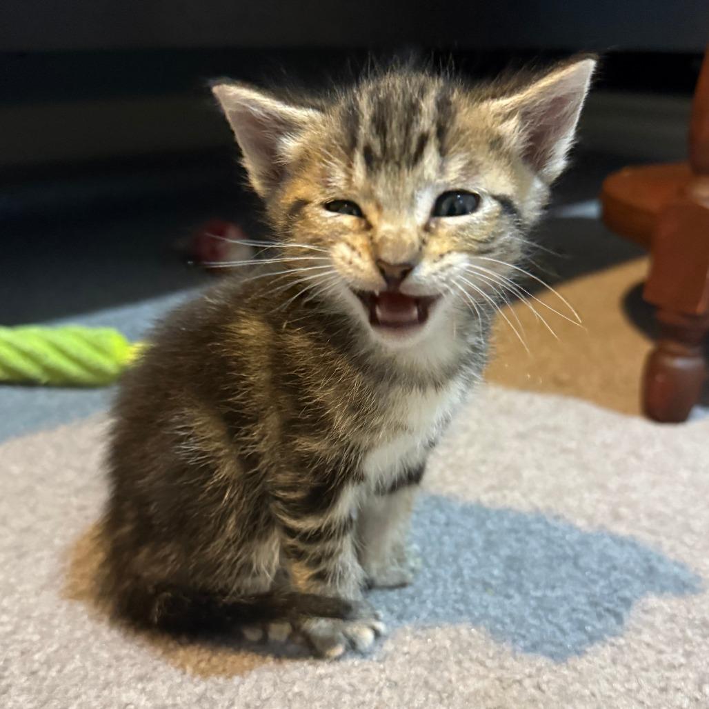 Enlarge Ibuki, a Adoptable Domestic Short Hair in Redmond, WA image 6/6