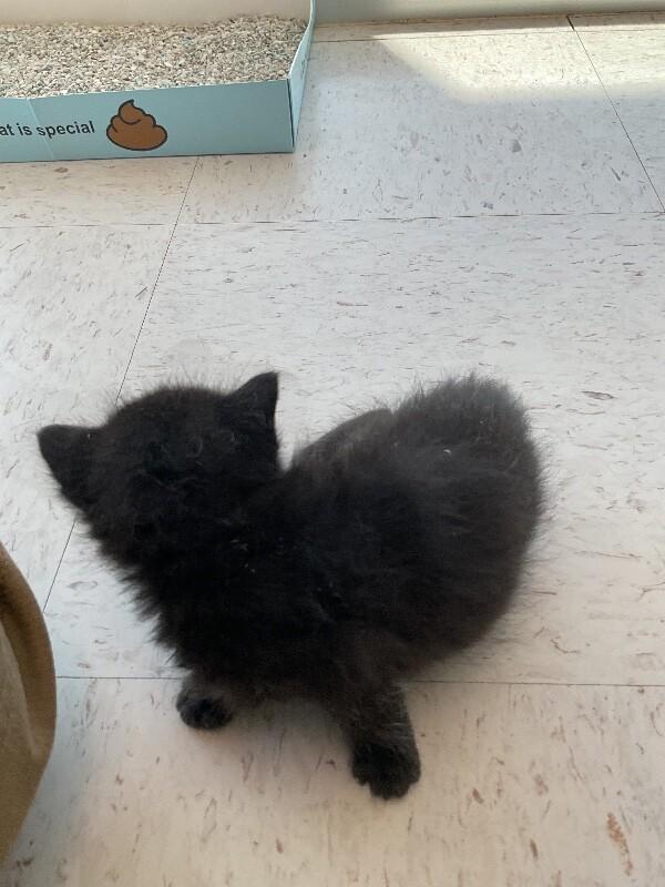 Sabrina, Adoptable, Young Female Domestic Short Hair.