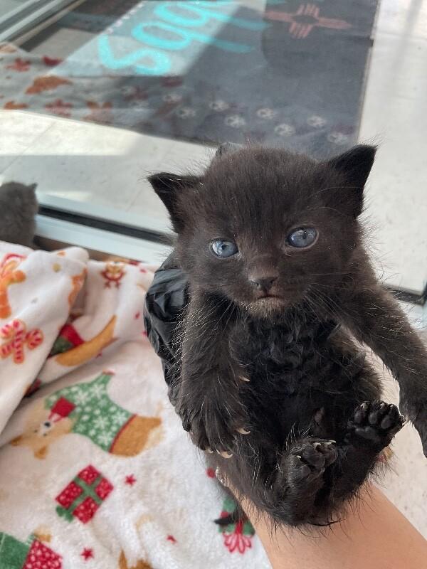 Enlarge Sabrina, a Adoptable Domestic Short Hair in Hobbs, NM image 2/4
