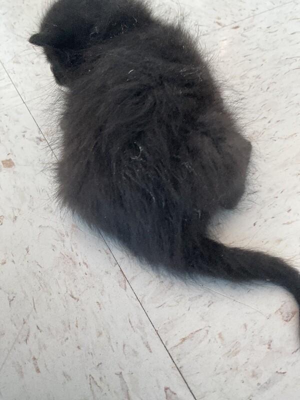 Enlarge Sabrina, a Adoptable Domestic Short Hair in Hobbs, NM image 3/4