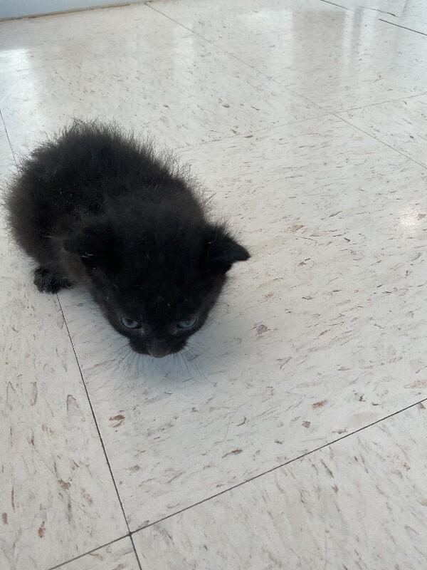 Enlarge Sabrina, a Adoptable Domestic Short Hair in Hobbs, NM image 4/4