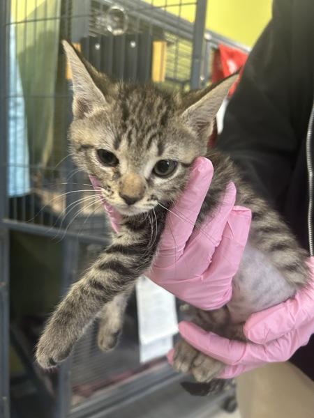 Nicole, Adoptable, Kitten Female Domestic Short Hair.