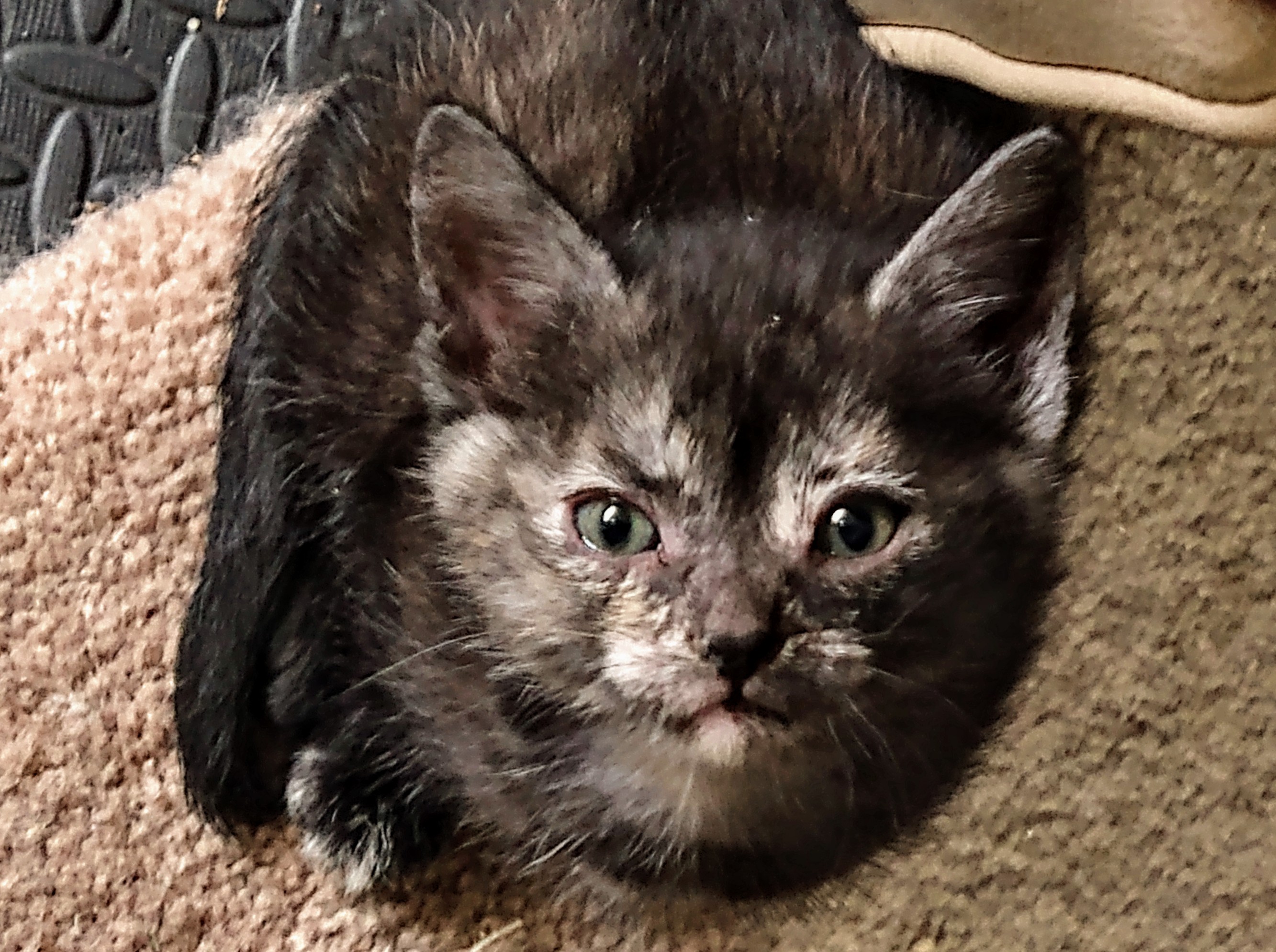 Enlarge BETTY (aka SHADES of GREY / SHADY), a Adopted Domestic Short Hair in Toronto, ON image 1/5