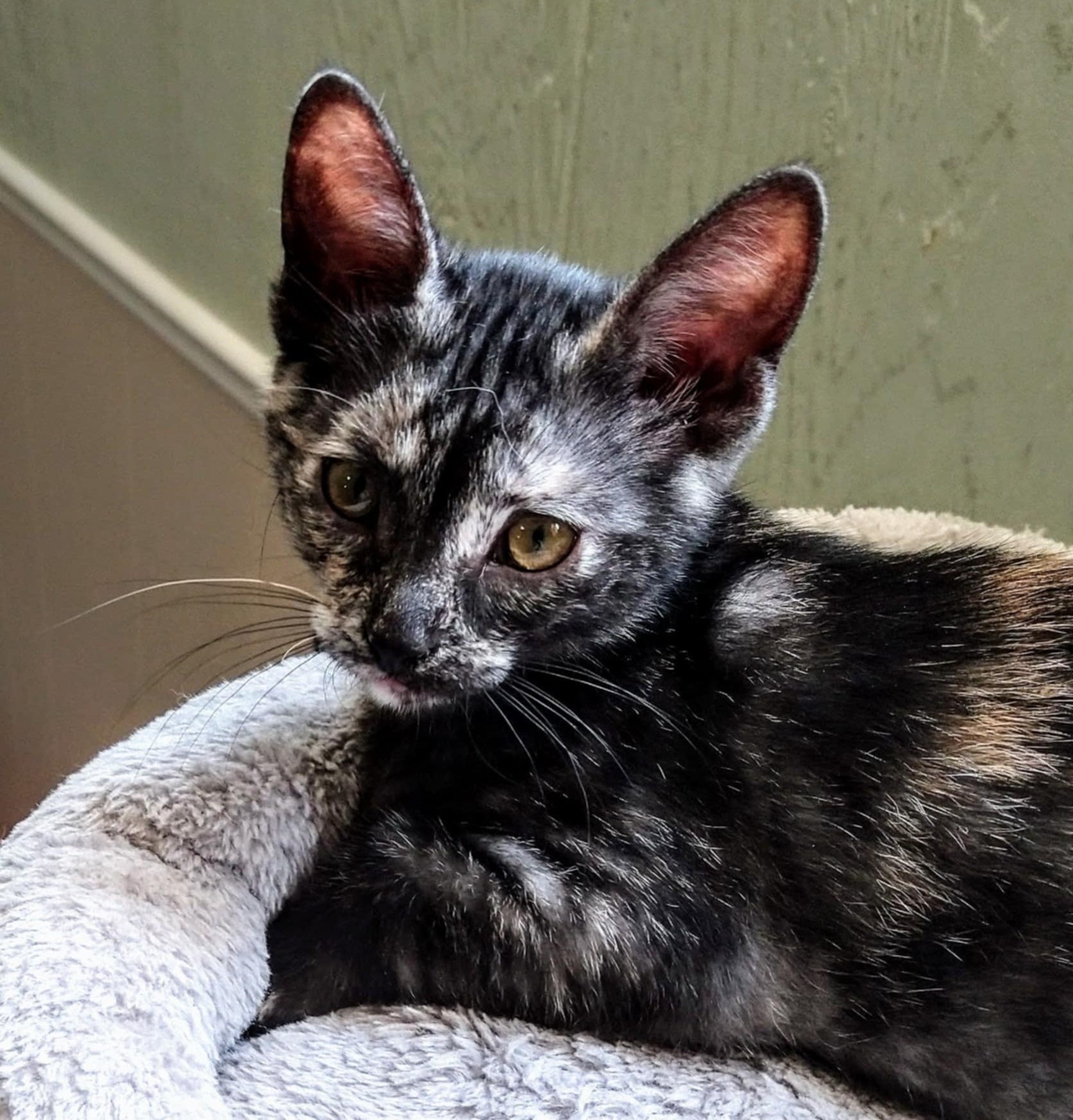 Enlarge BETTY (aka SHADES of GREY / SHADY), a Adopted Domestic Short Hair in Toronto, ON image 2/5