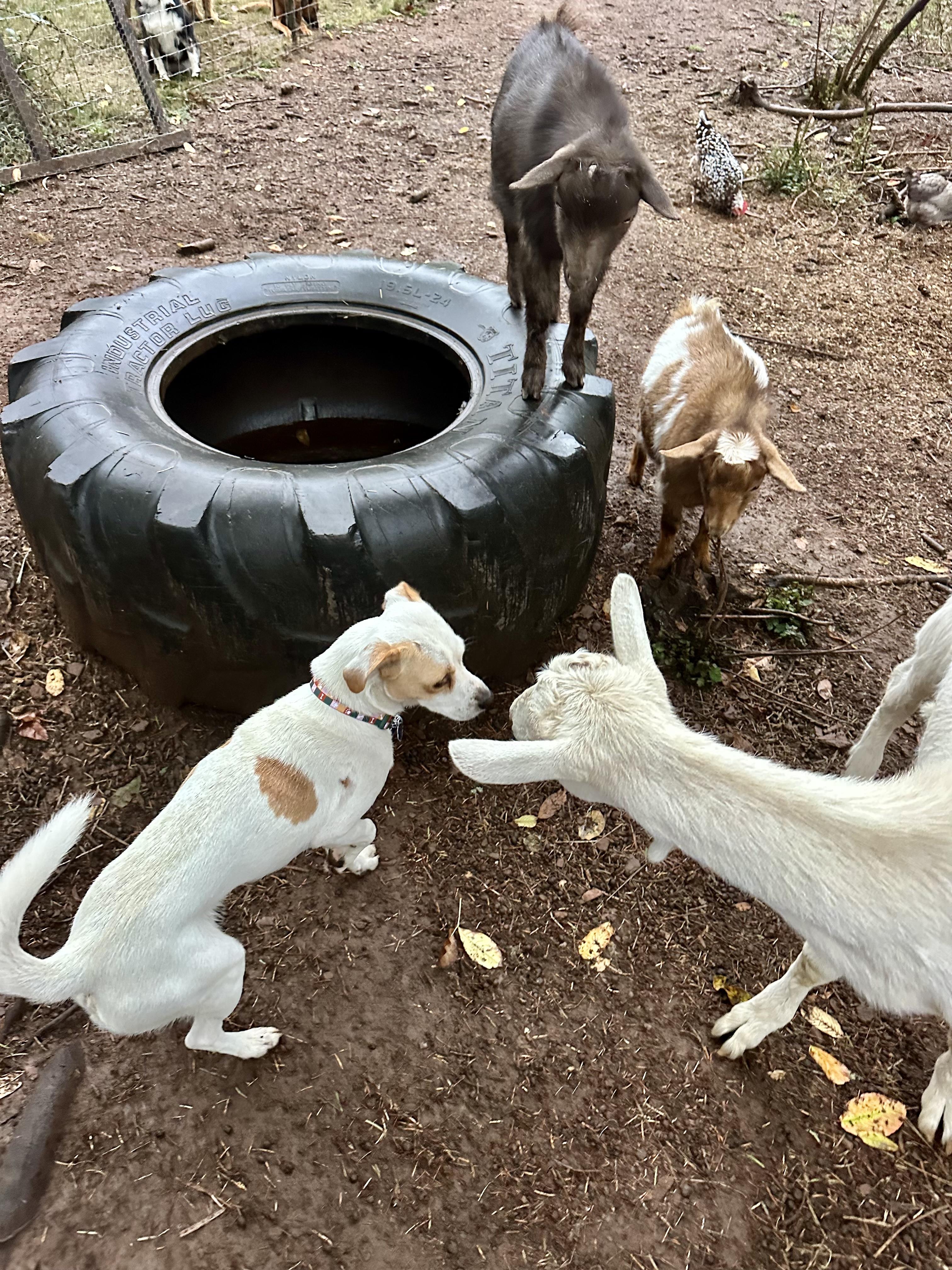 Enlarge Max, an adopted mixed breed in La Center, WA image 6/6
